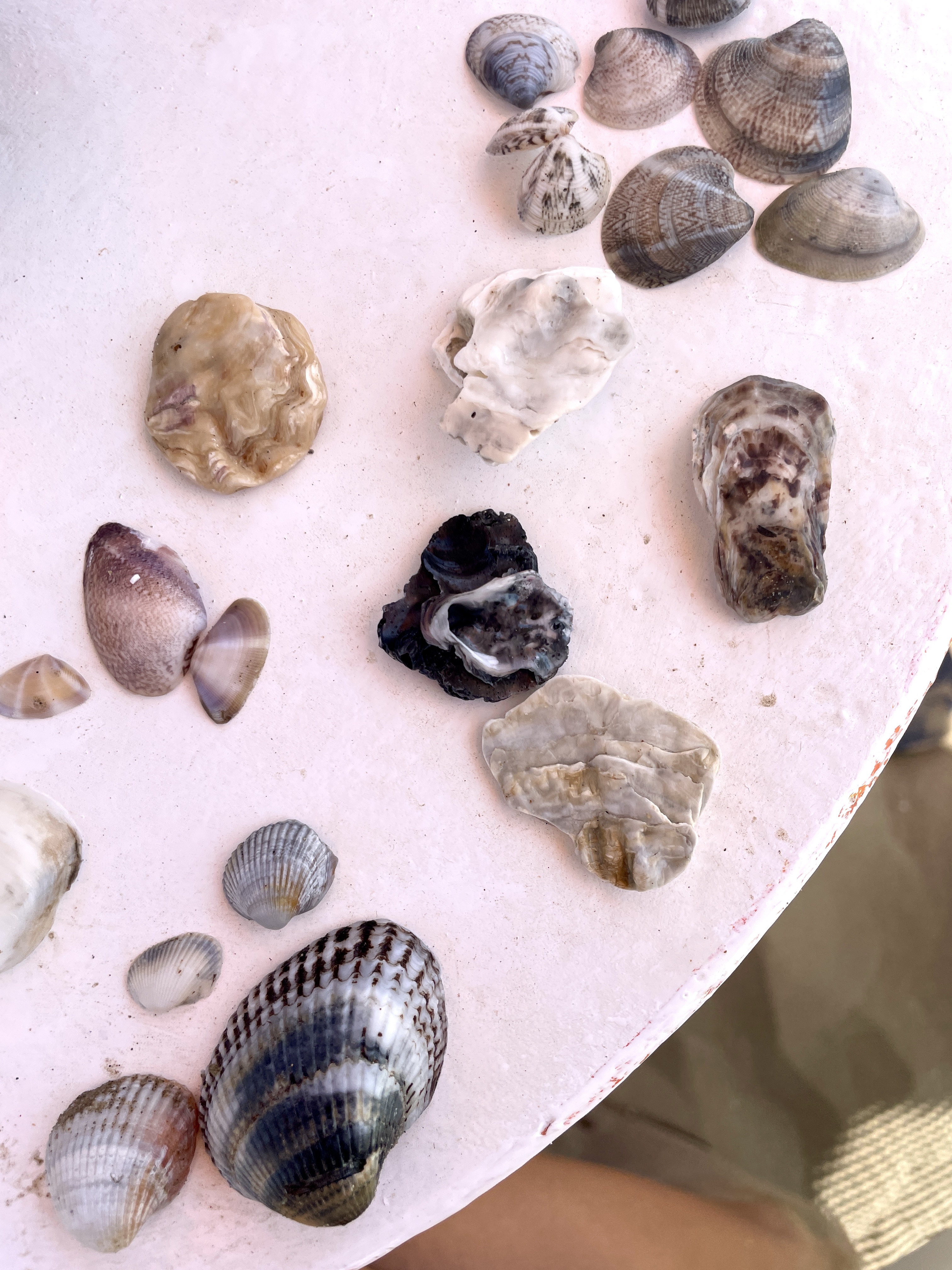 shells i collected from the beach in rimini