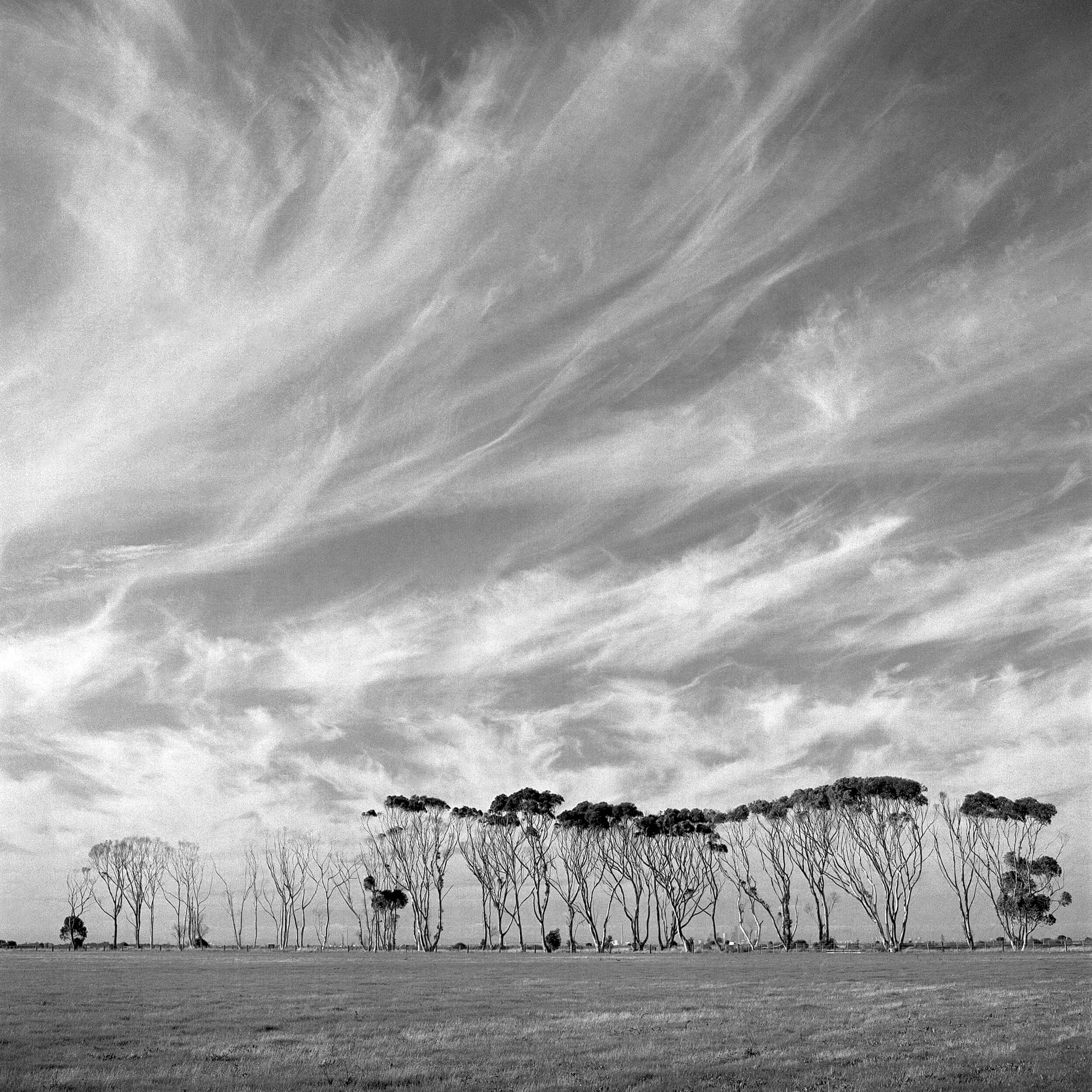 TREELINE SKY, Victoria