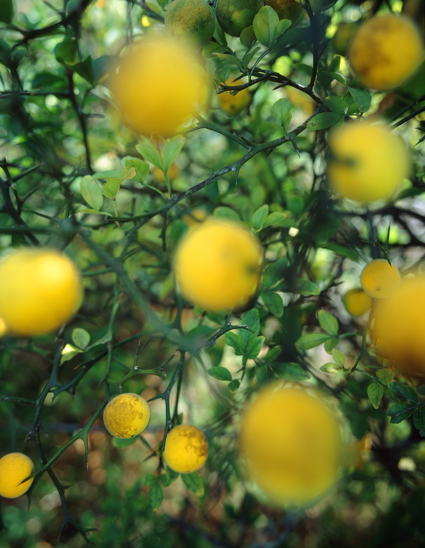 Jejudo-44, Trifoliate orange, 2017, C print, 77x60cm