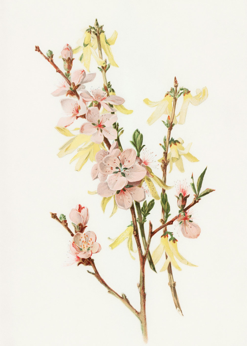 Peach blossoms and forsythia