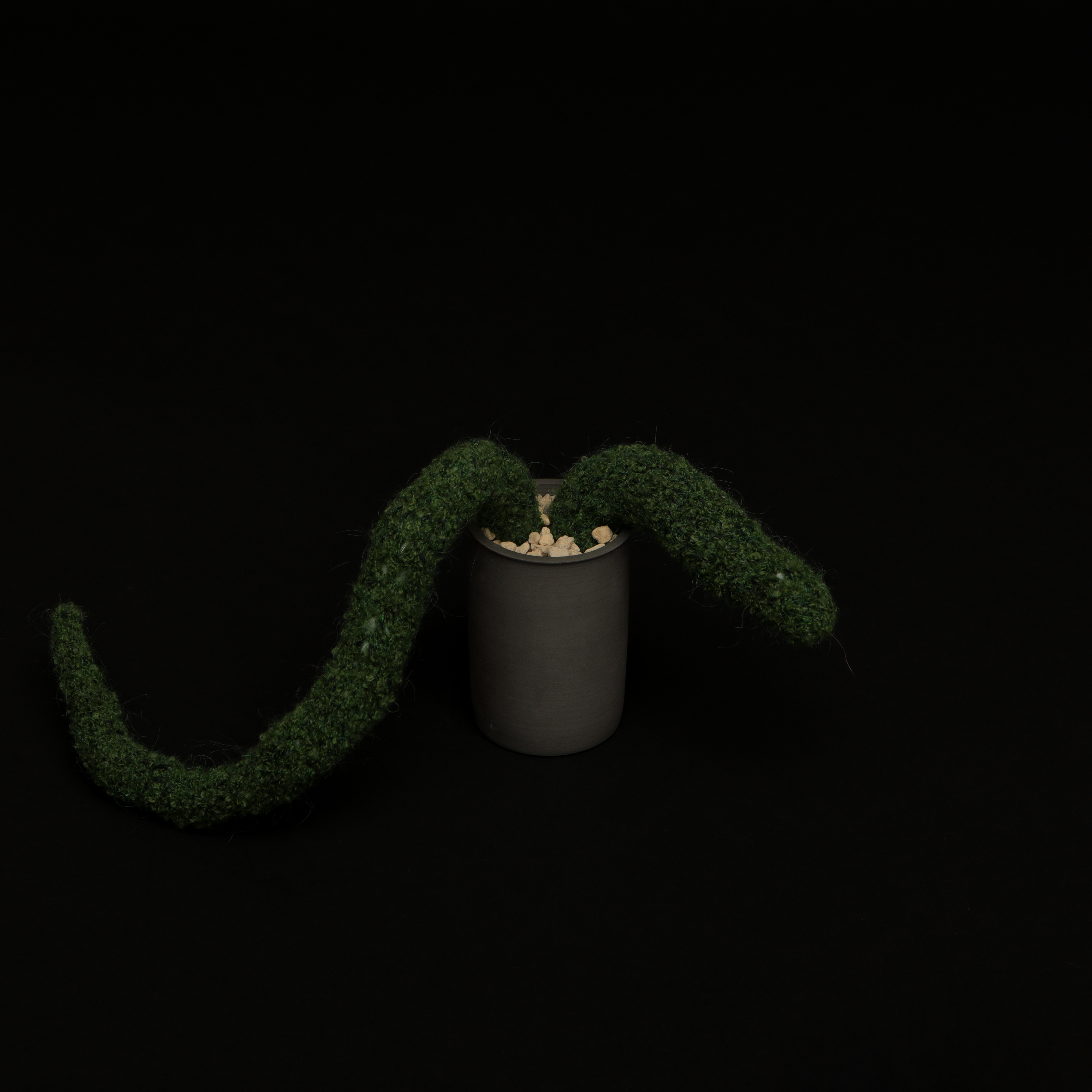 오수, 오선주의 자라나는 식물中