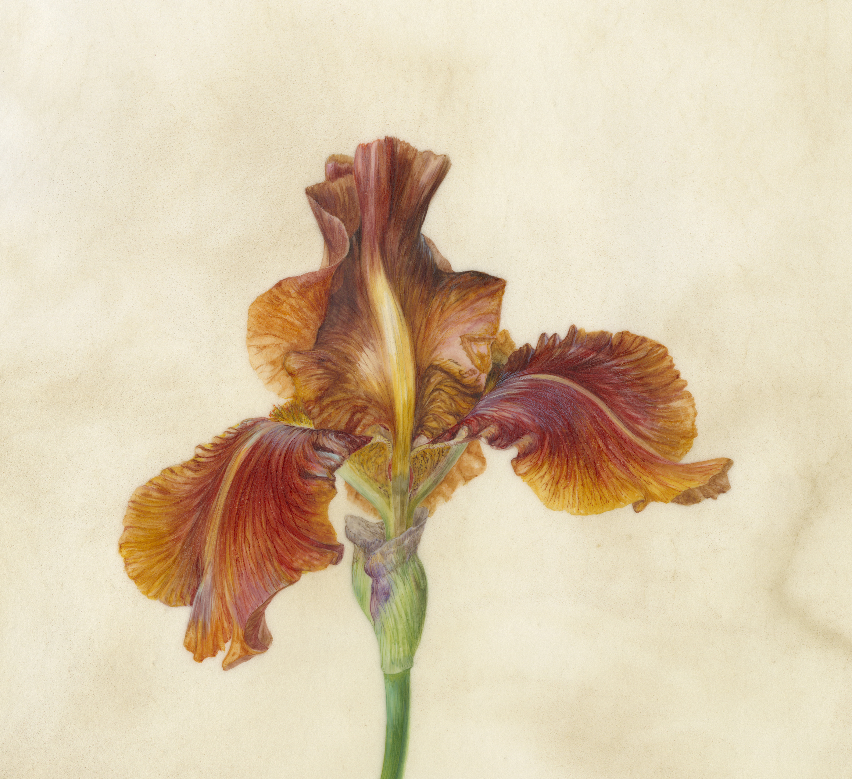 Iris Benton Caramel