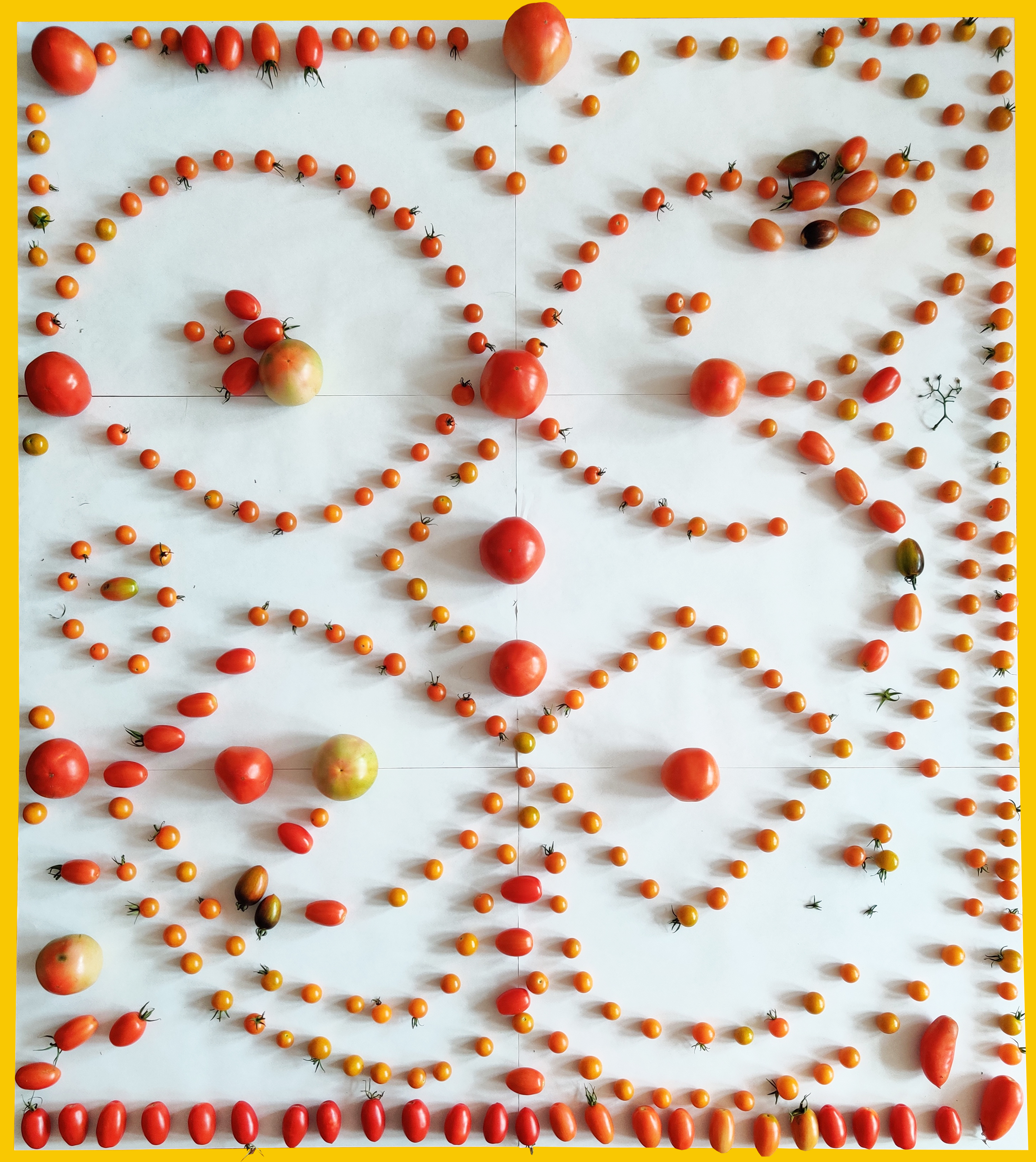 Tomato Harmony