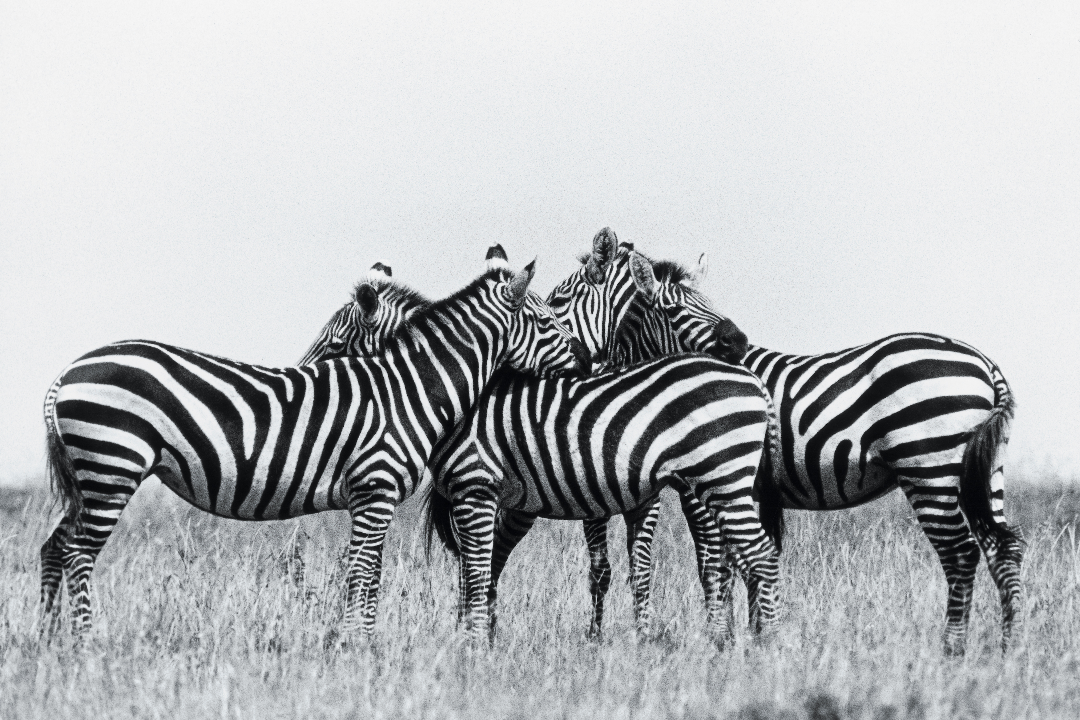 "Zebra" 1981, gelatine silver print 200x300mm