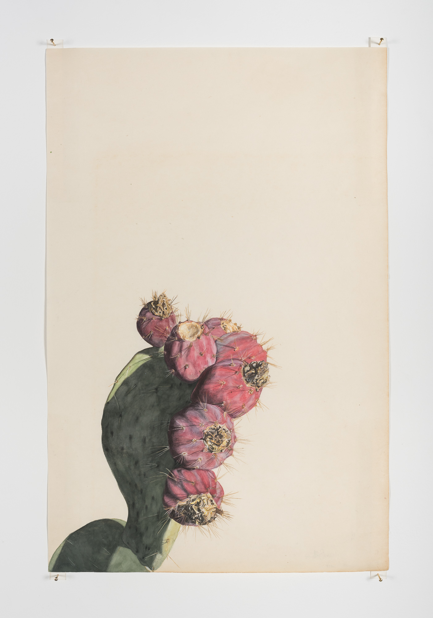 Bird's eye view of prickly pears, 2018Gesso and watercolor on paper, 17" x 11"