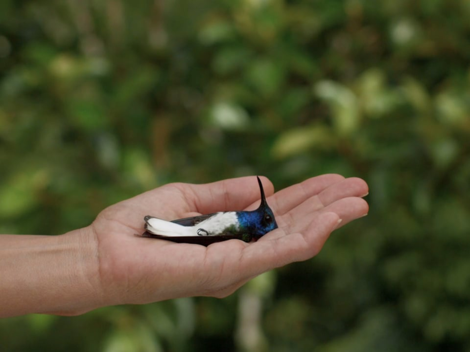 From the Ashes (De las cenizas), 2019