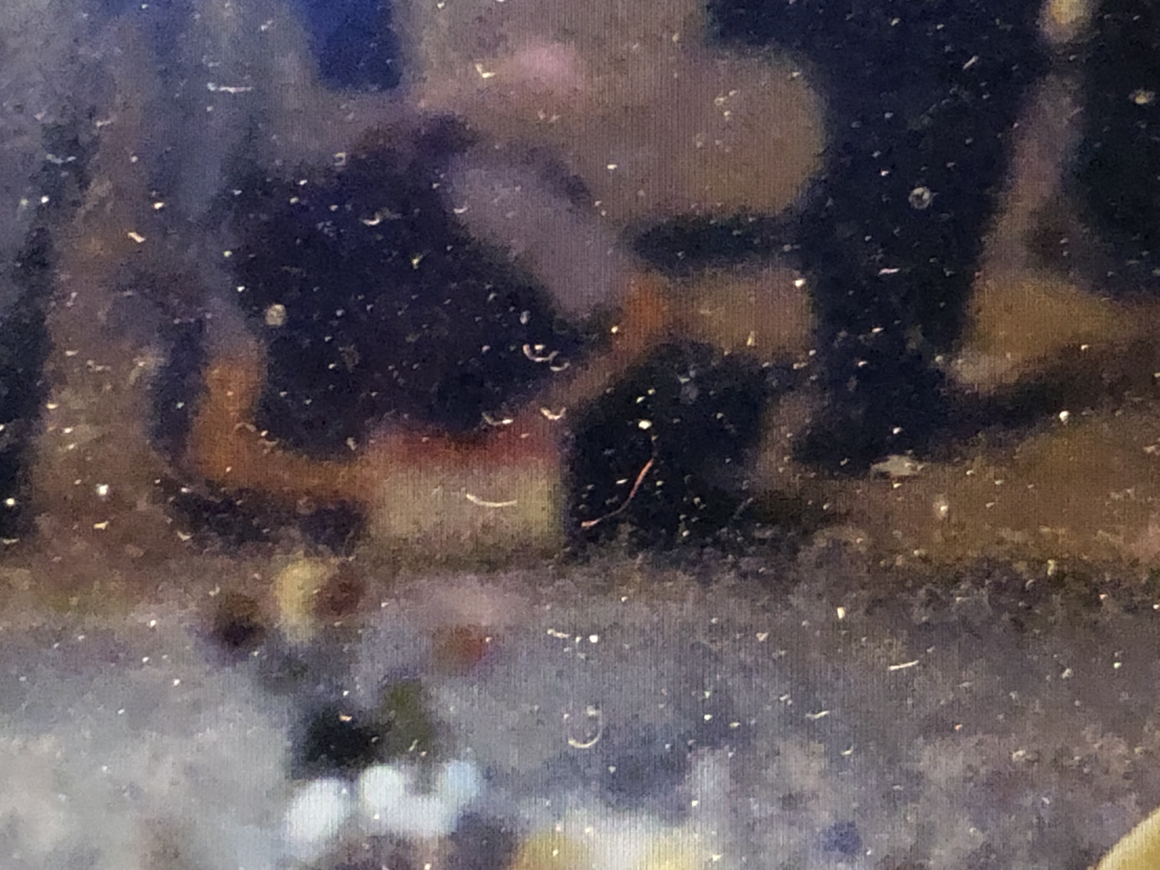 pixelated closeup of a computer screen with an image of people’s feet with specks of dust on it