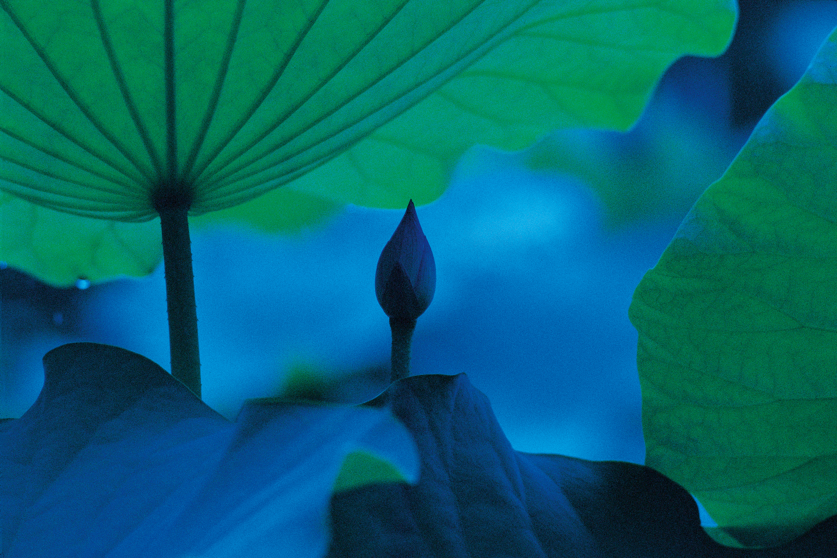 "Blue Lotus" 1993, digital print 300x450mm