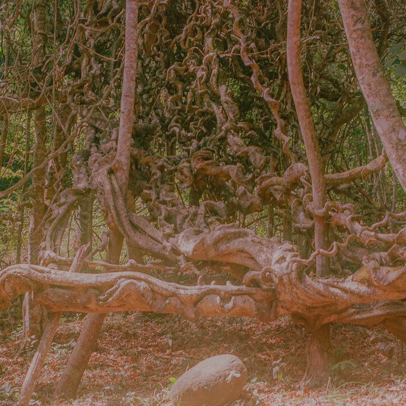 transience #52 with Lou Drago live at Whole Festival