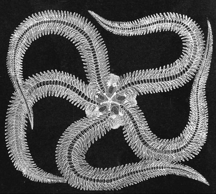 A deep water starfish, 1905