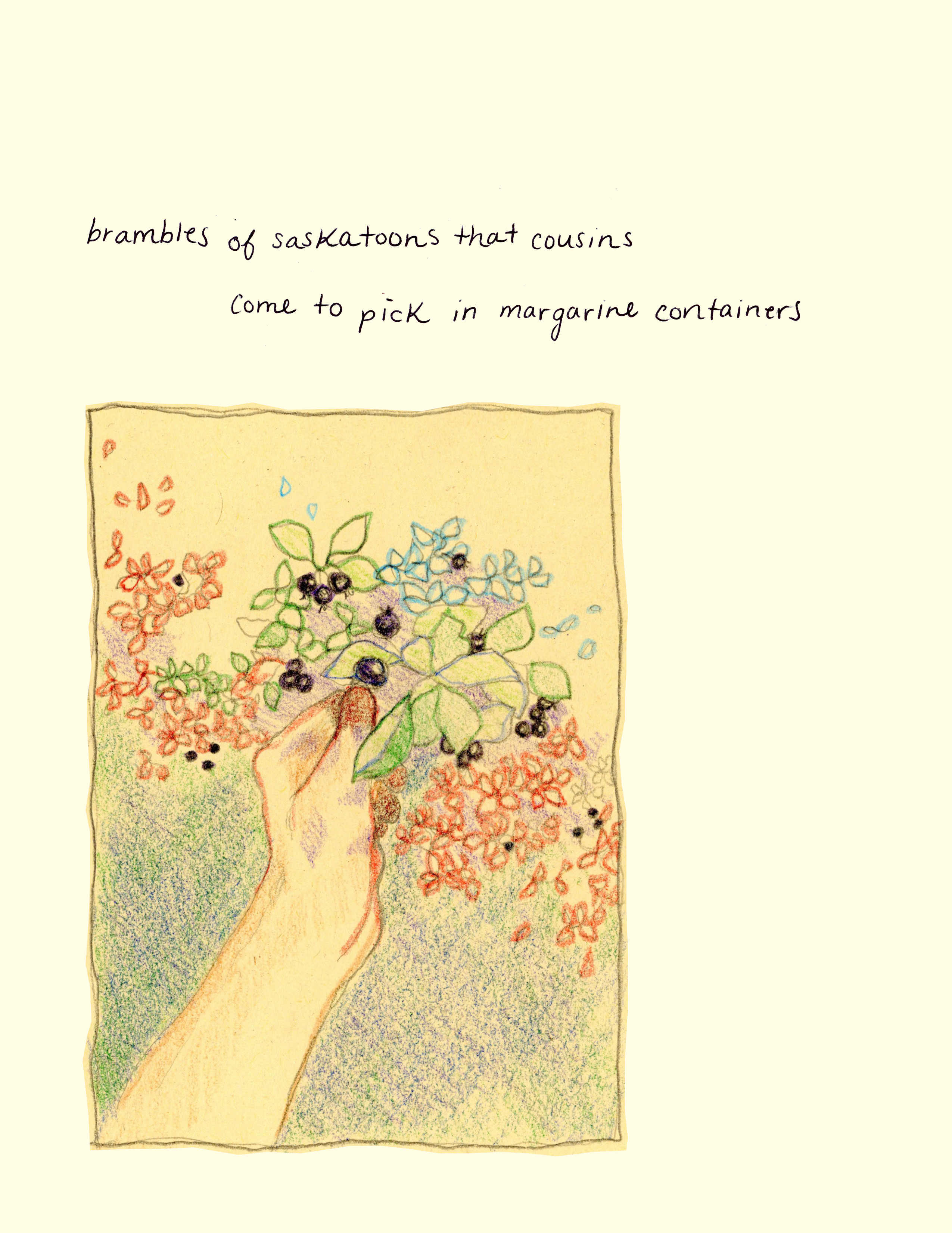 A pencil coloured drawing of someones hand holding a branch of saskatoon berries, there are flowers surrounding the branch. Written text above reads "brambles of saskatoons that cousins come to pick in margarine containers."