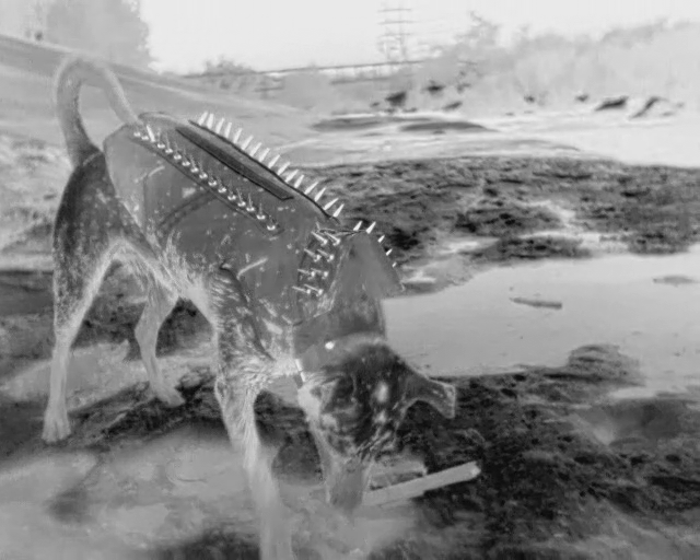 DAGR x PORTUGAL. THE MAN - Caravan