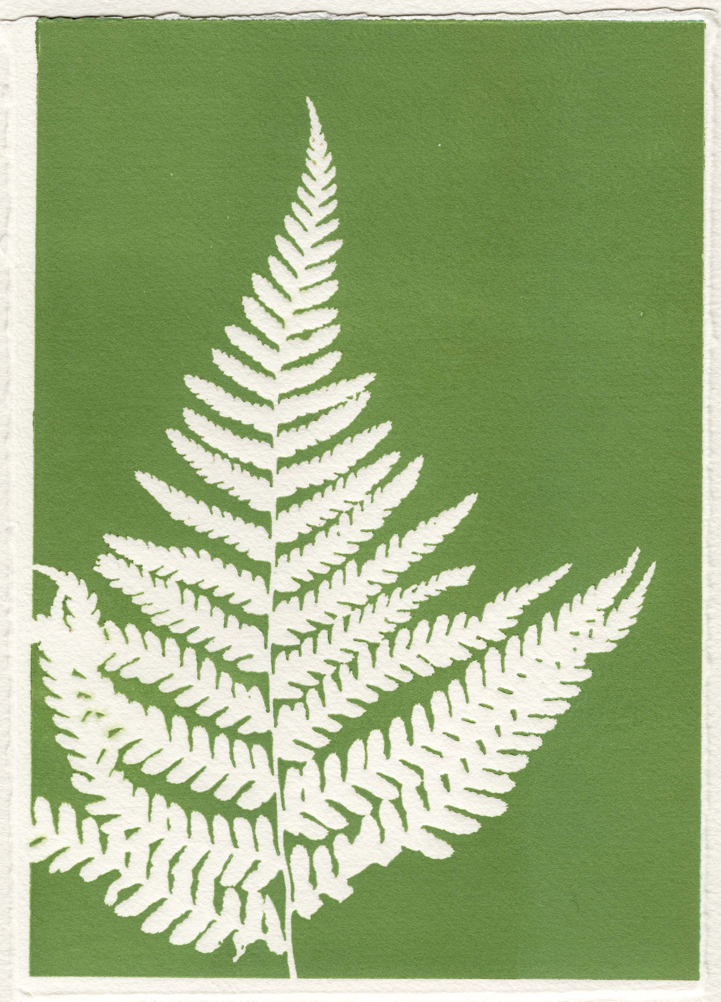 Ferns 13