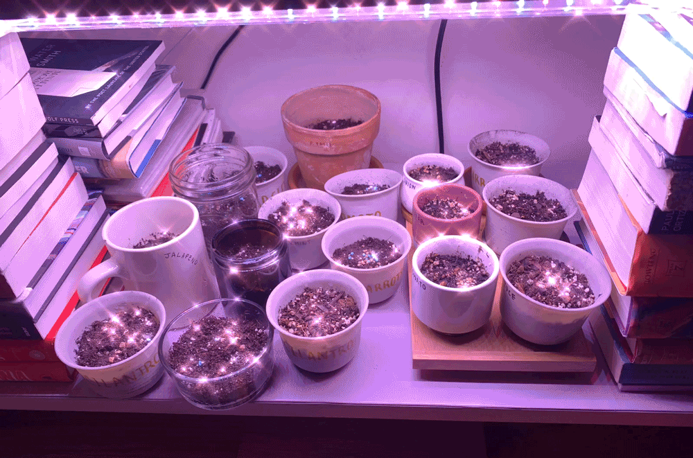 The seeds when I first planted them on a clothing rack.