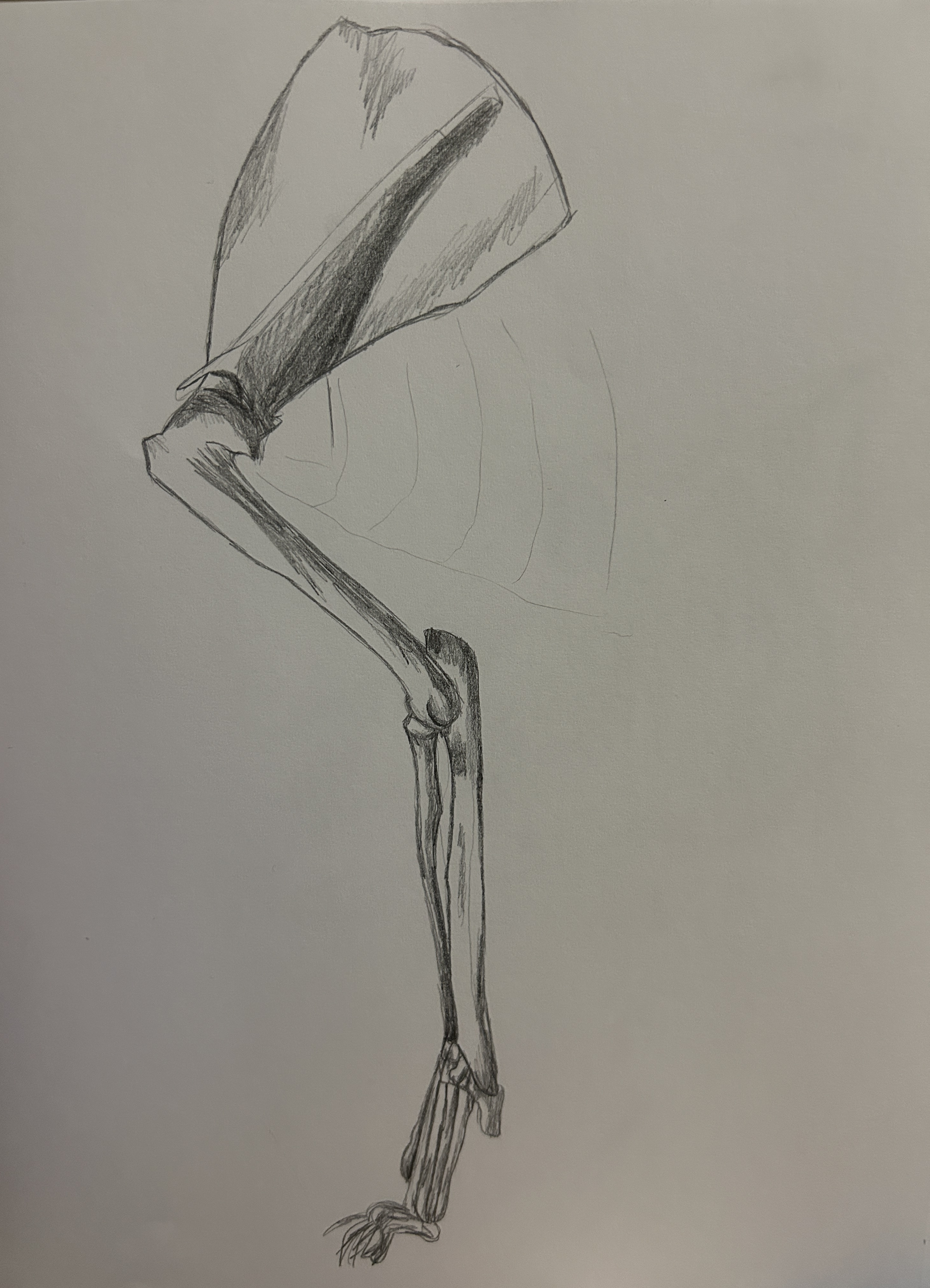 skeletal study, graphite on paper, 11x15, 2023