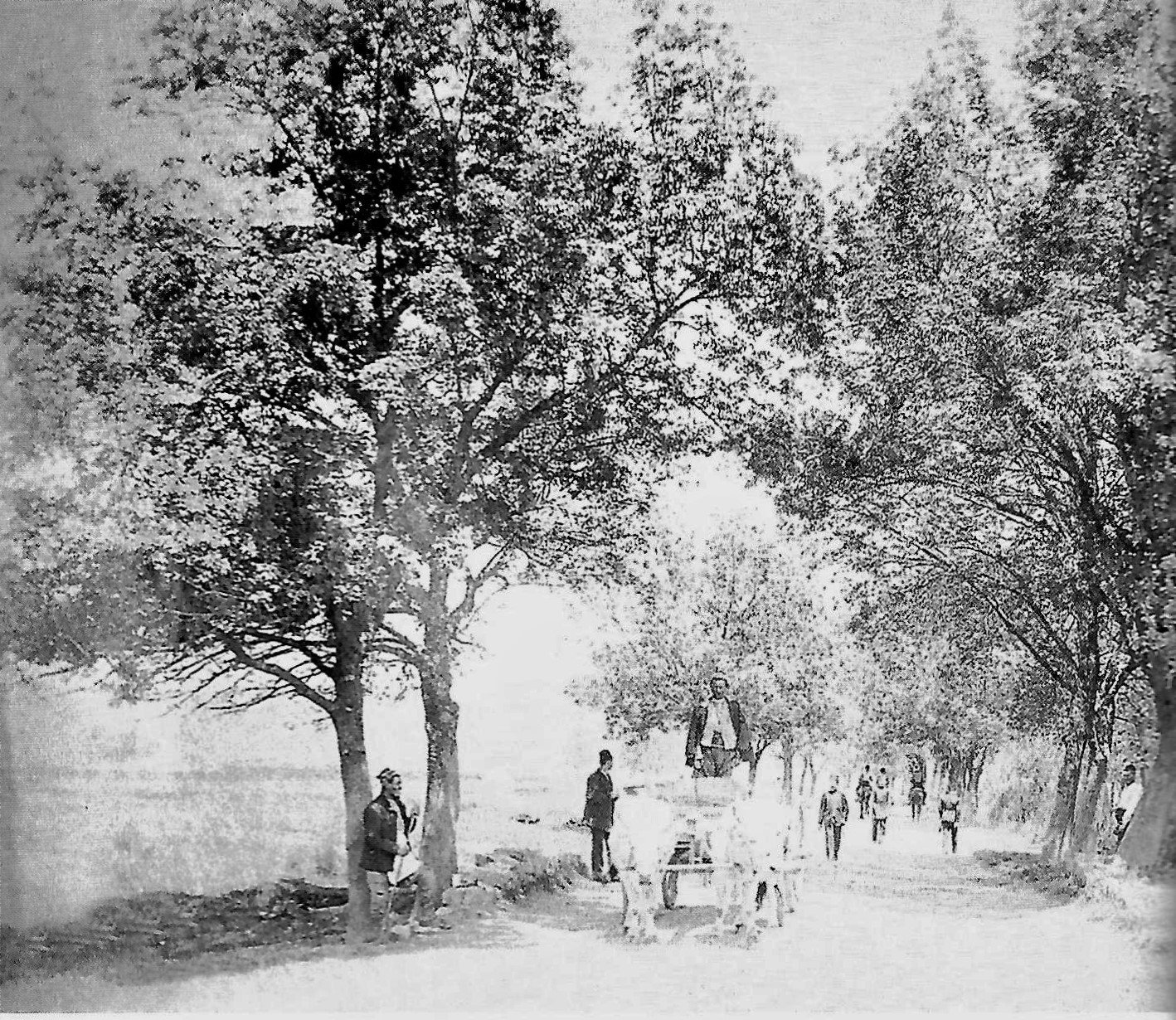 Figure 4 - Tokatlıköy village,the road with Sycamore trees