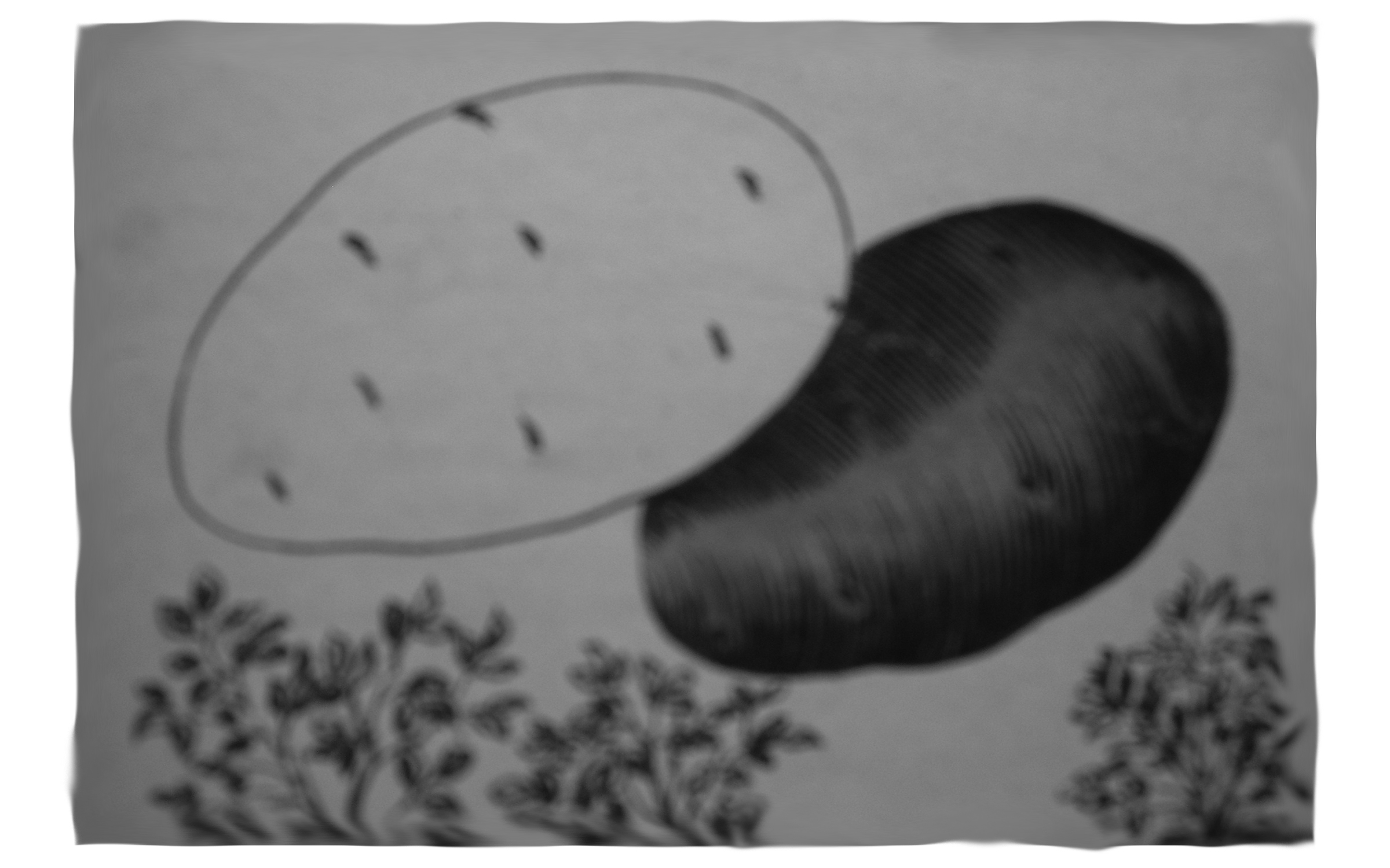 Abalorio III, 1997 Watercolor and charcoal on paper, 5" x 7"