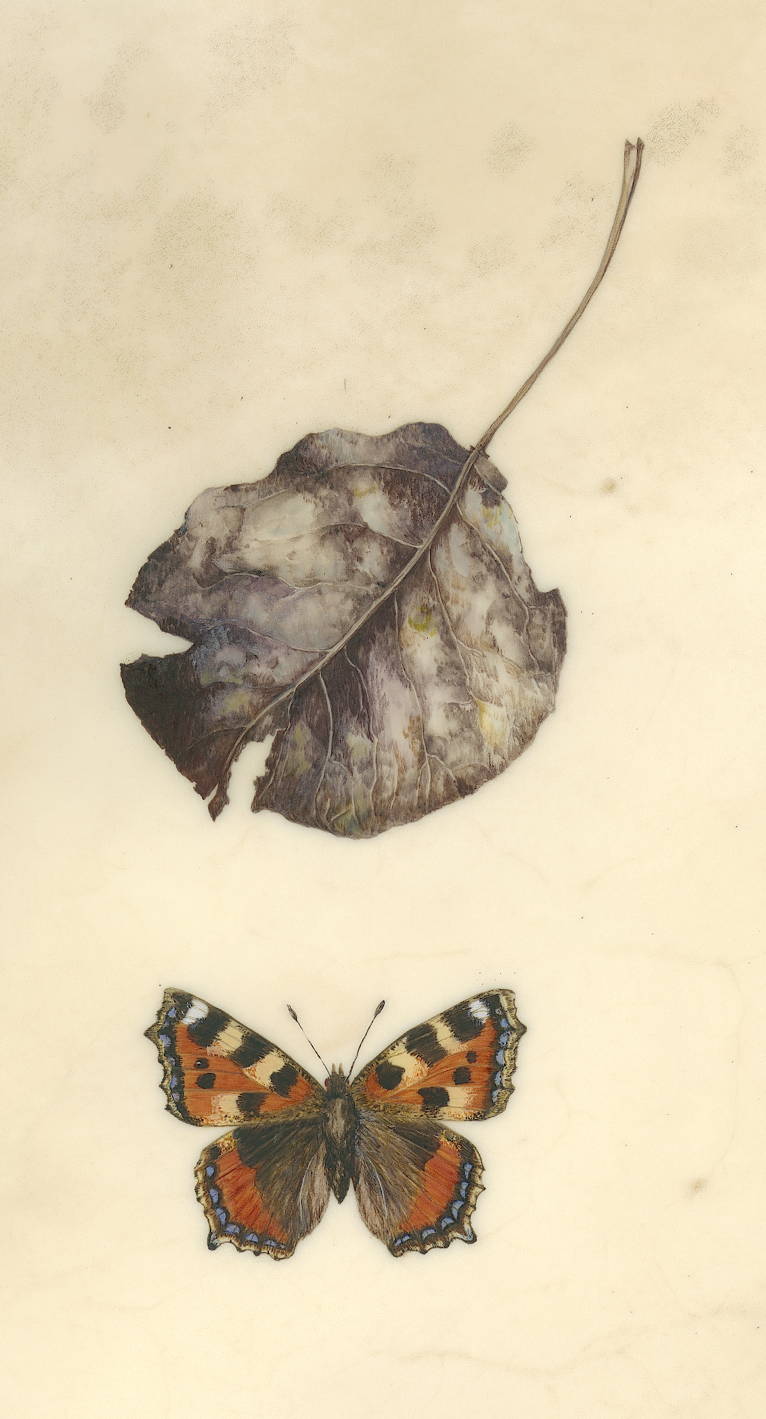 Tortoiseshell and pear