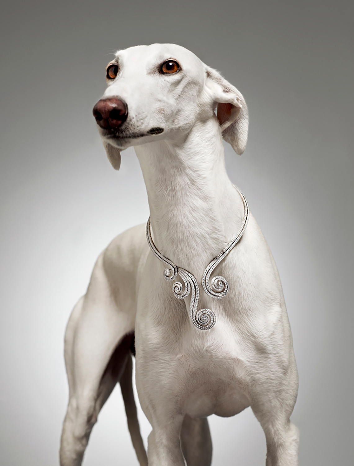 KMA photographer Isabelle Bonjean shoots photograph of white dog with diamond necklace on