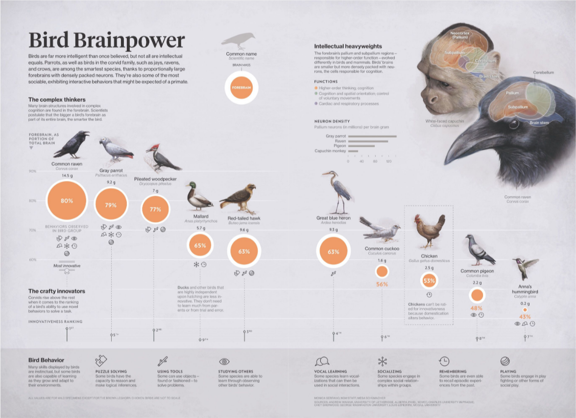 Bird Brains