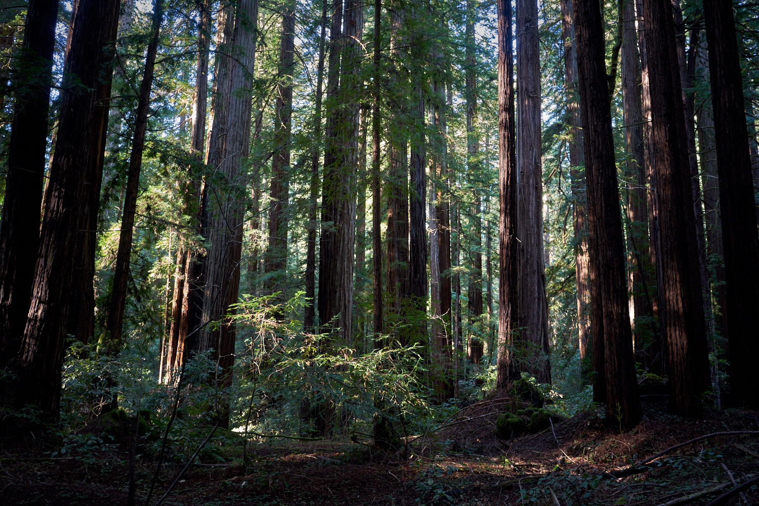 2019 Armstrong Redwoods State Natural Reserve California