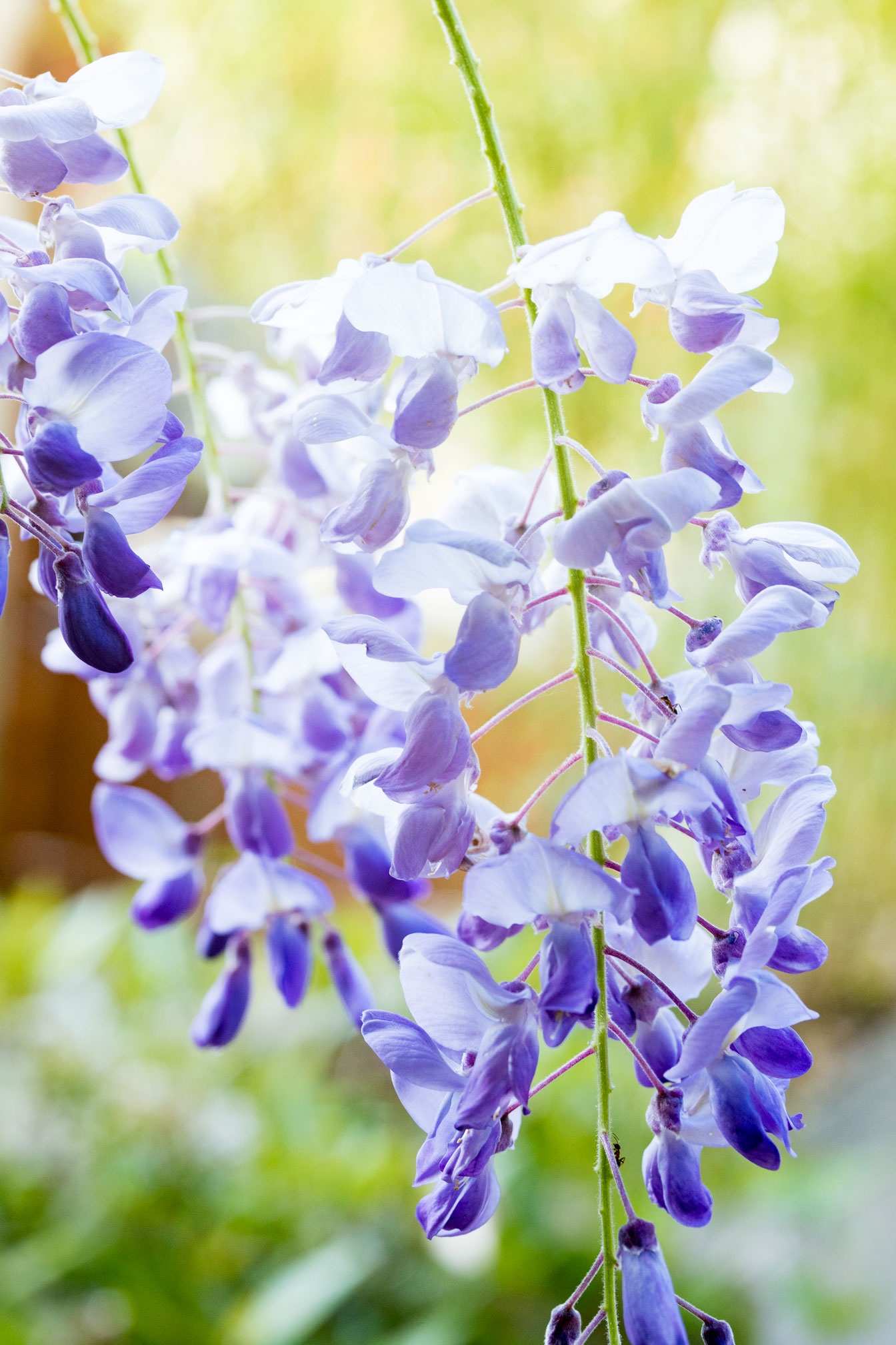 pars I  definitio 1  J’entends par cause de soi ce dont l’essence enveloppe l’existence ; autrement dit, ce dont la nature ne peut être conçue sinon comme existante.