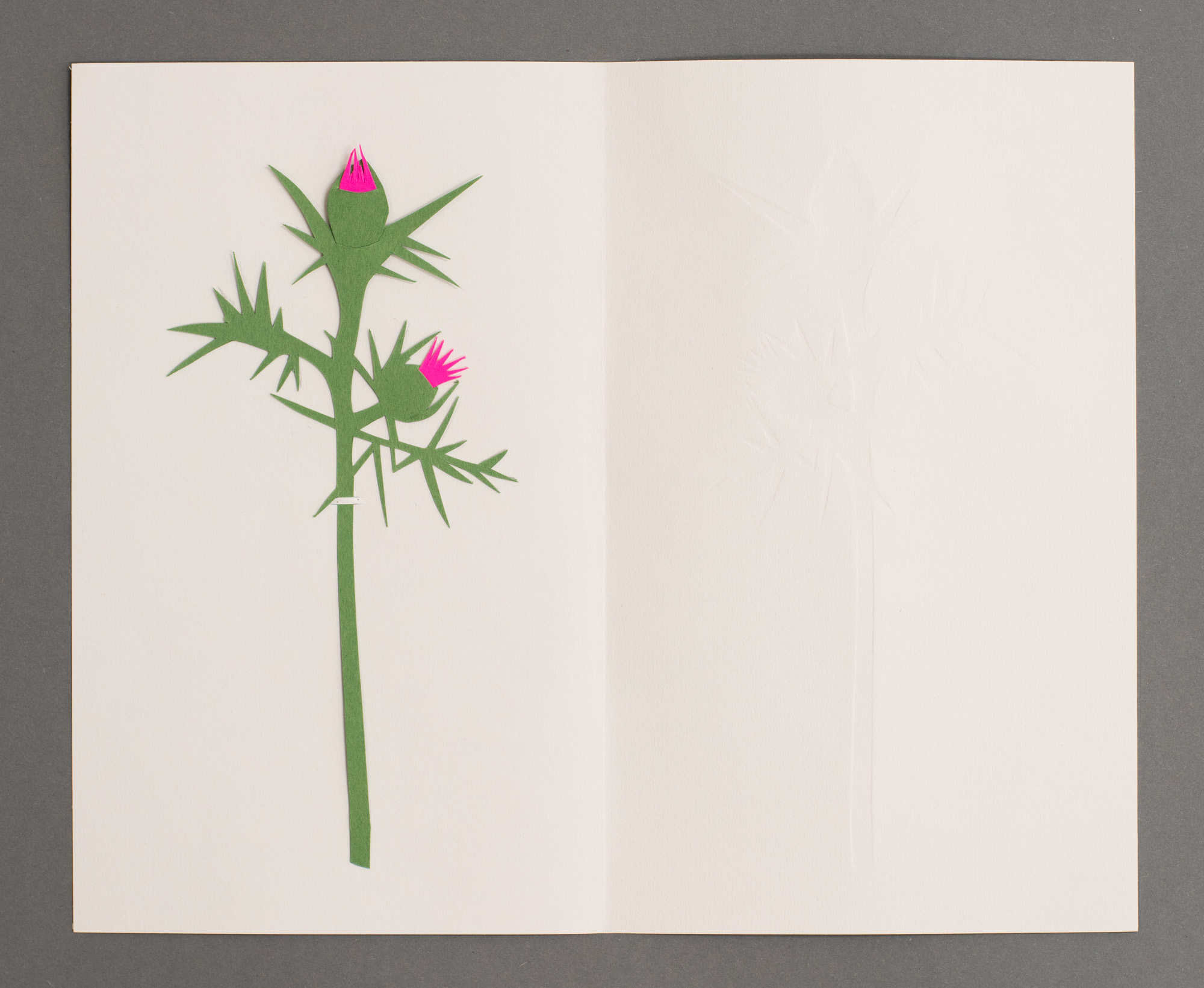 Syrian Thistle, النباز السّوري, ברקן סורי