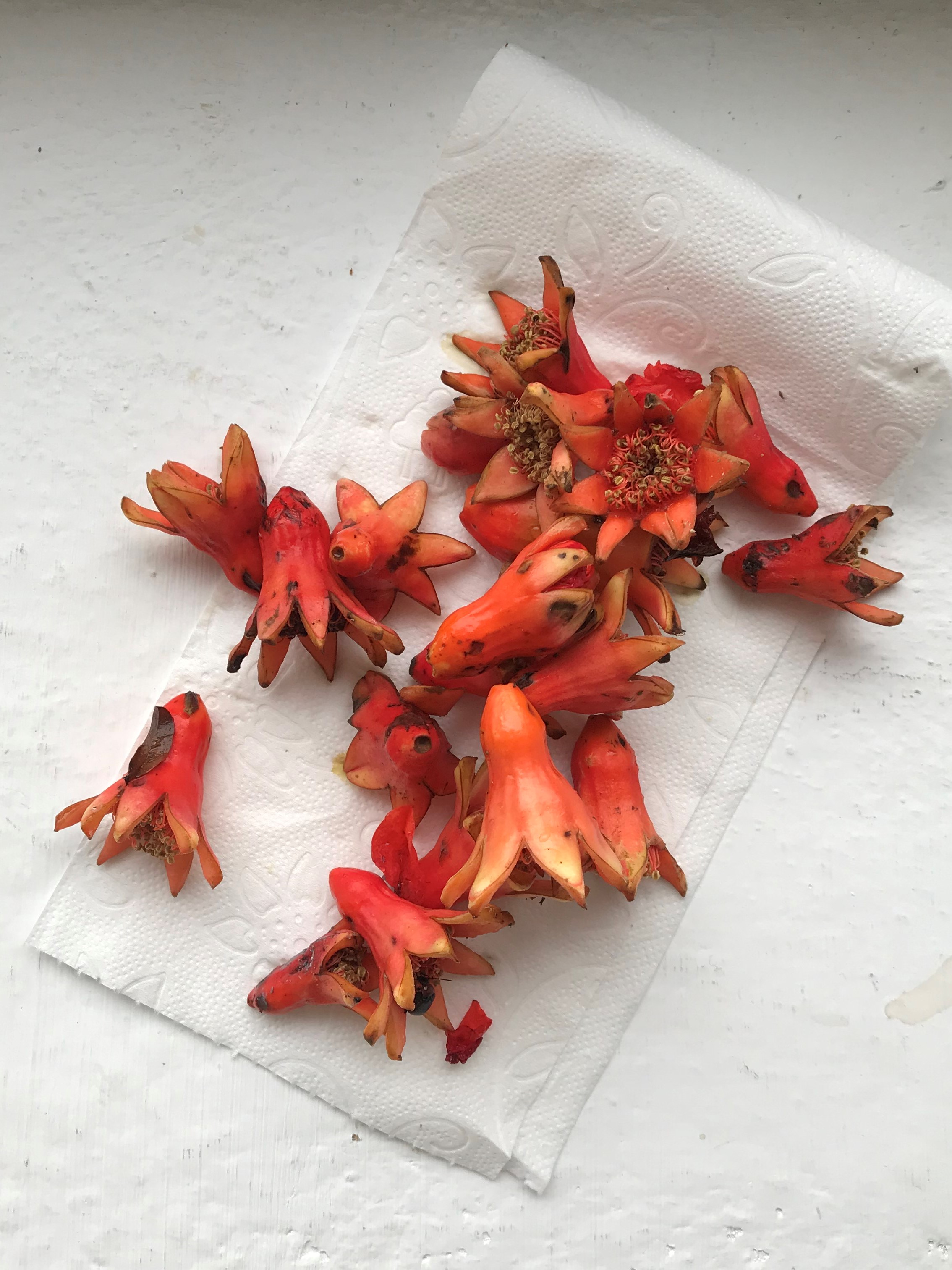 Pomegranate flowers