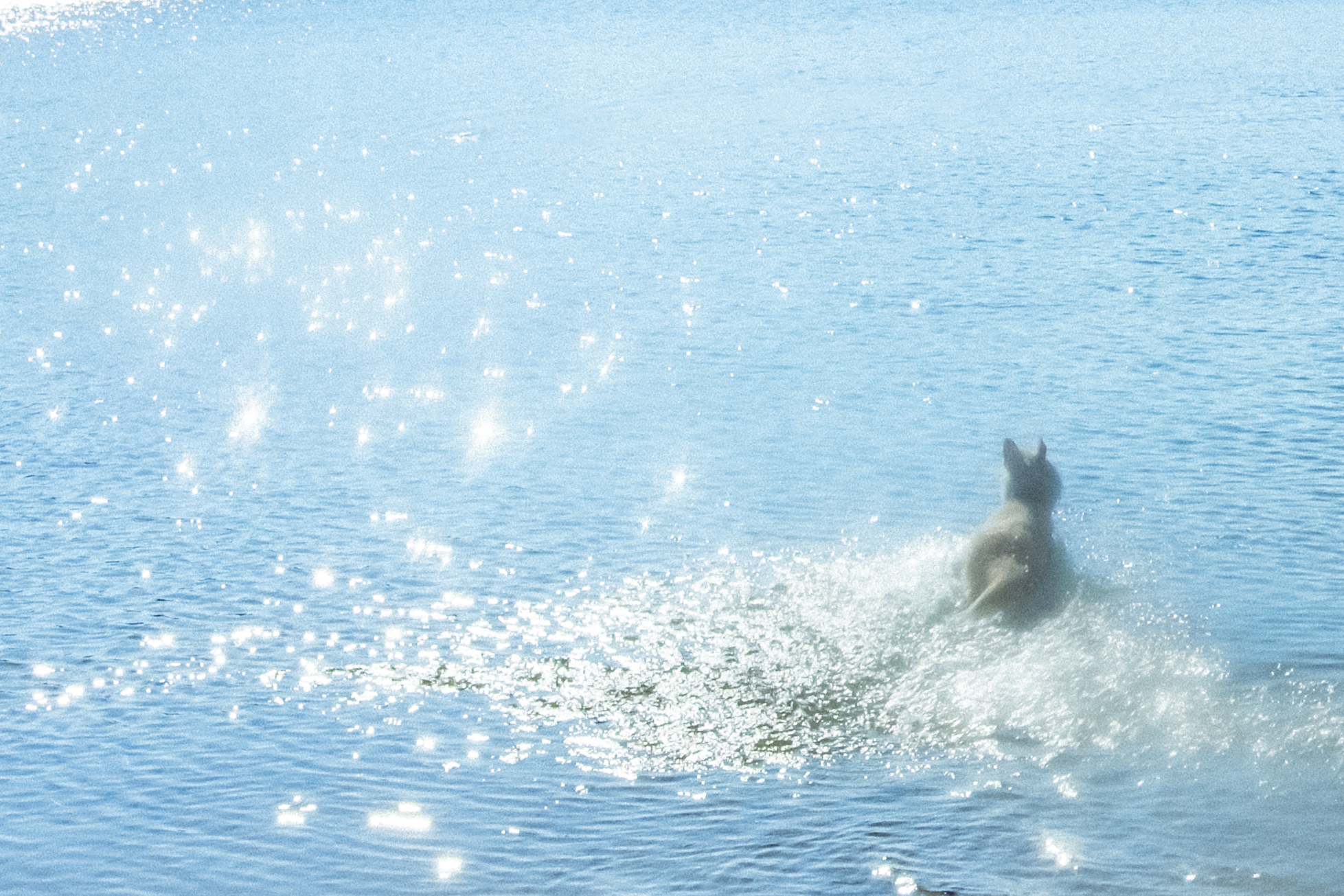My dog runs like the wind
