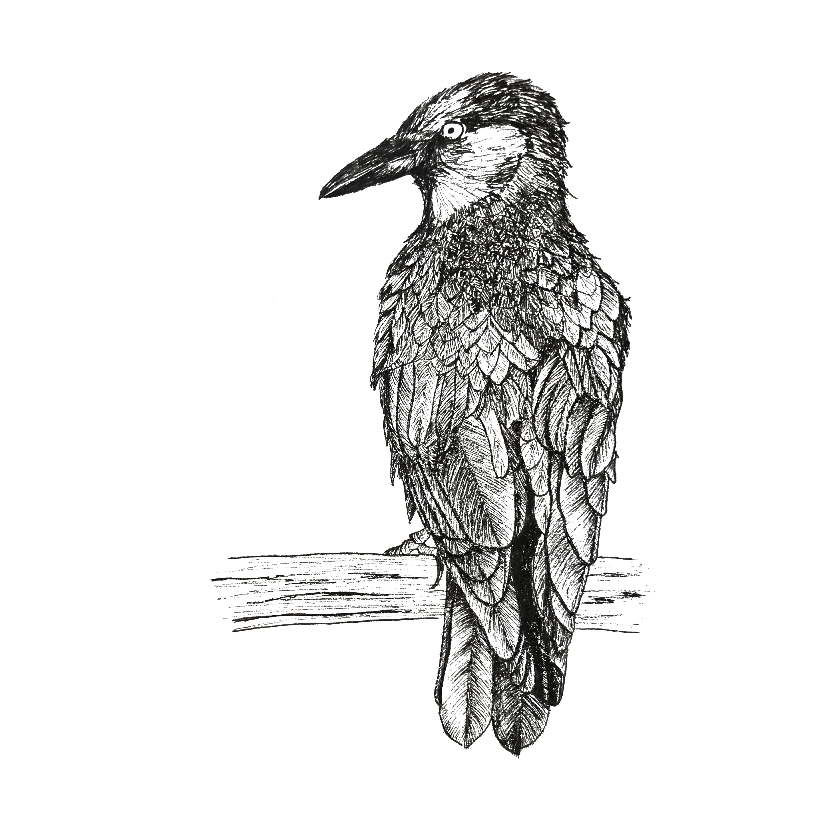 Inktober 2021 | Raven
