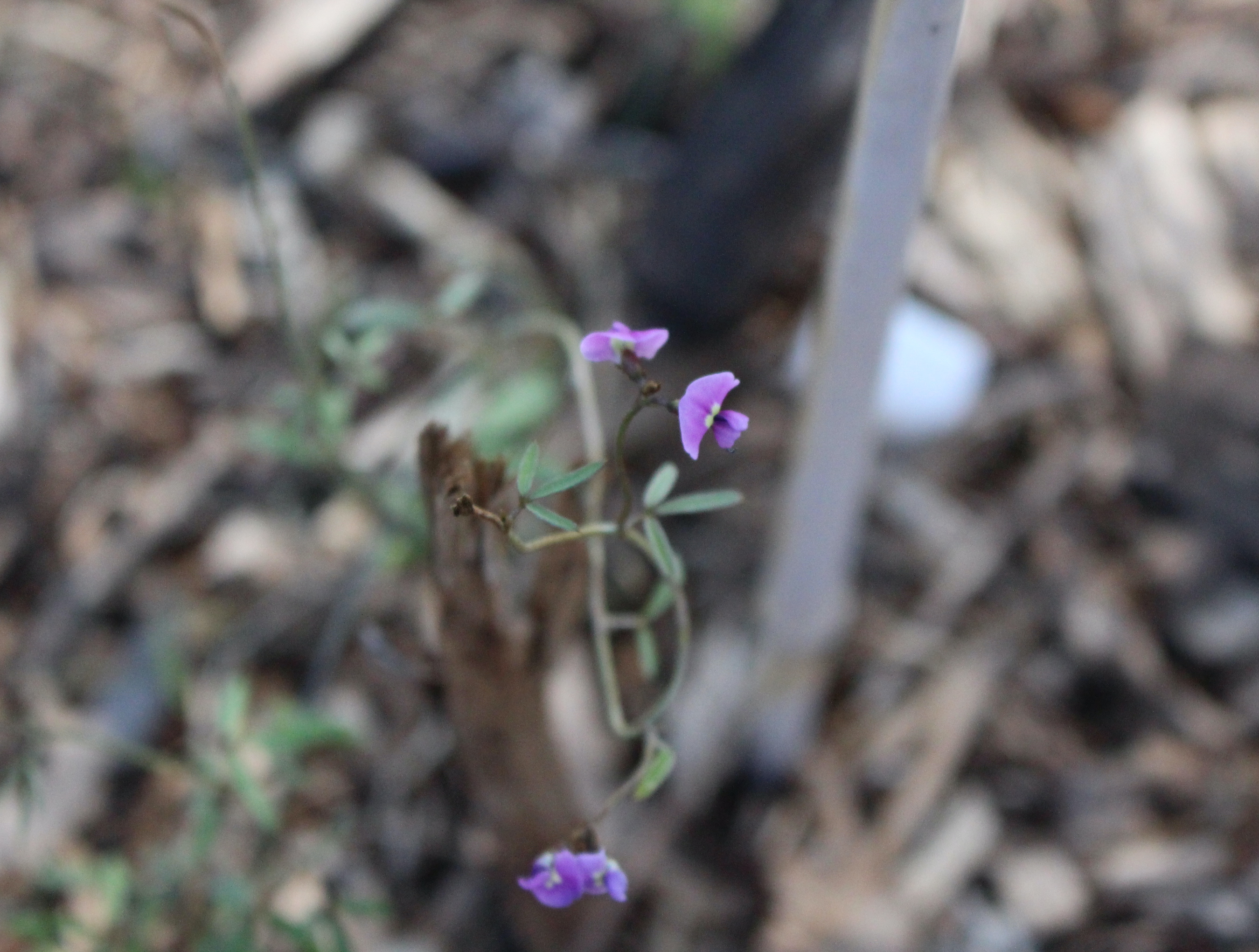 Twining glycine (glycine clandestina)