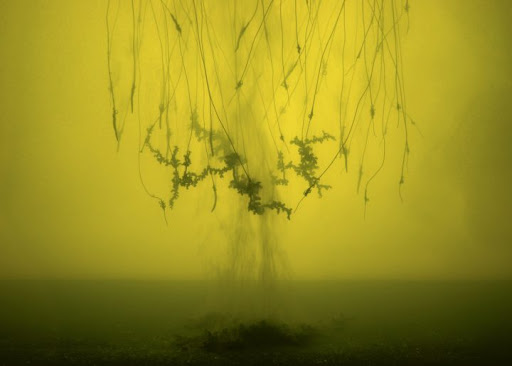 Roots by Roman Kirschner