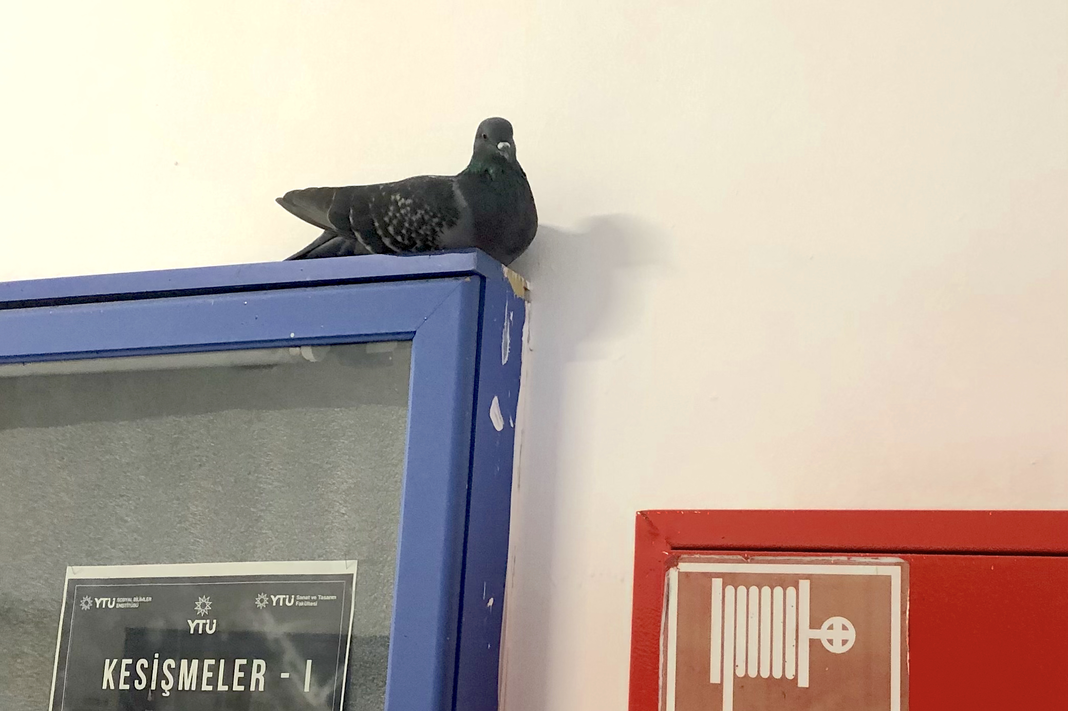 Her zaman, her yerde