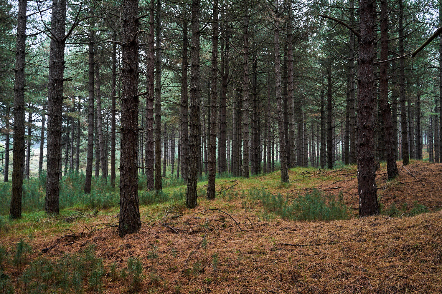 2017 Parc du Marquenterre