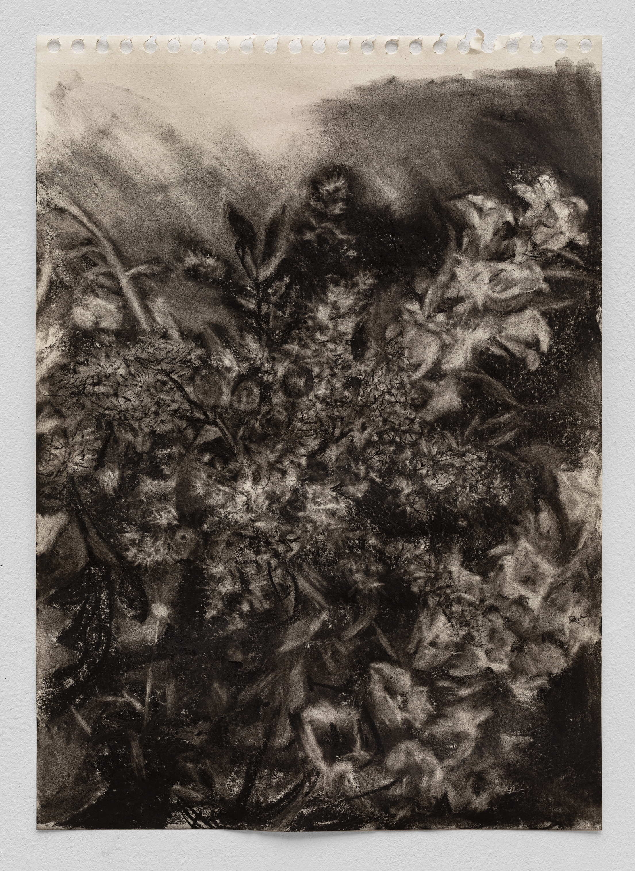 Sober Flowers seeking for Statistics #4, 2024 Houtskool op papier 21 x 29,7 cm. (Documentatie: Fabrice Schneider)