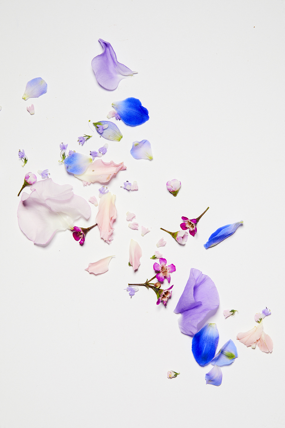 KMA stylist Sara Wacksman designs set for a photo of scattered multicolored flower petals on white background for Kjaer Weis