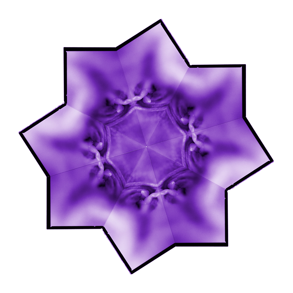 2006 08The Colourful Flowers of Delight