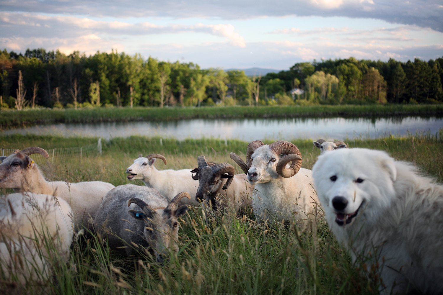Icelandic sheep herd in front a pond with a Maremma sheep dog standing by