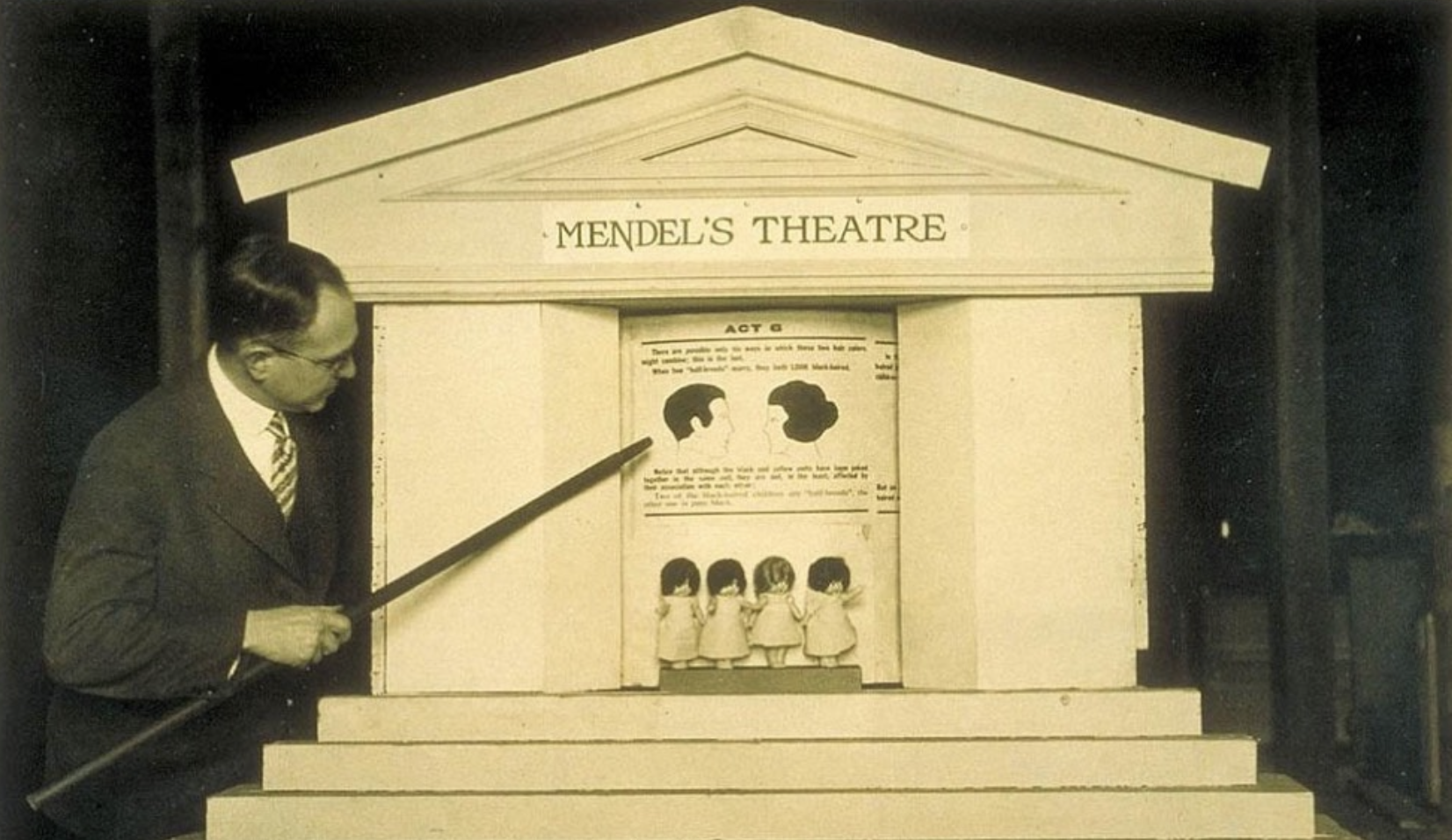 “Mendel’s Theatre”, the inheritance of hair color, presented by Leon Fradley Whitney, a prominent member of the American Eugenics Society, The Eugenics Research Association, and the American Genetics Association.