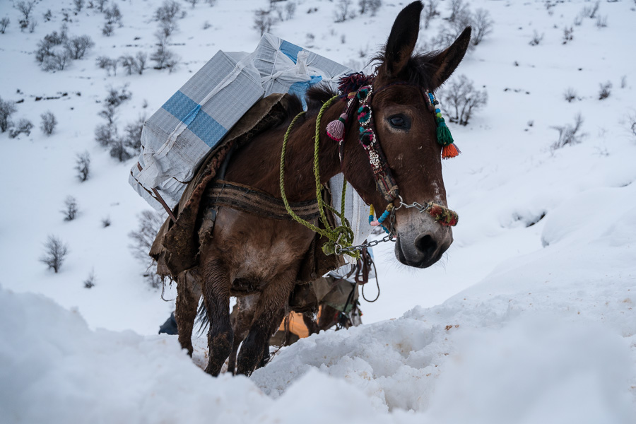 Tawela, Kurdistan, Irak, mars 2019. Pour lesmules aussi, la t&acirc;che est ardue. Les garde fronti&egrave;res iraniens massacrent r&eacute;guli&egrave;rement les animaux.