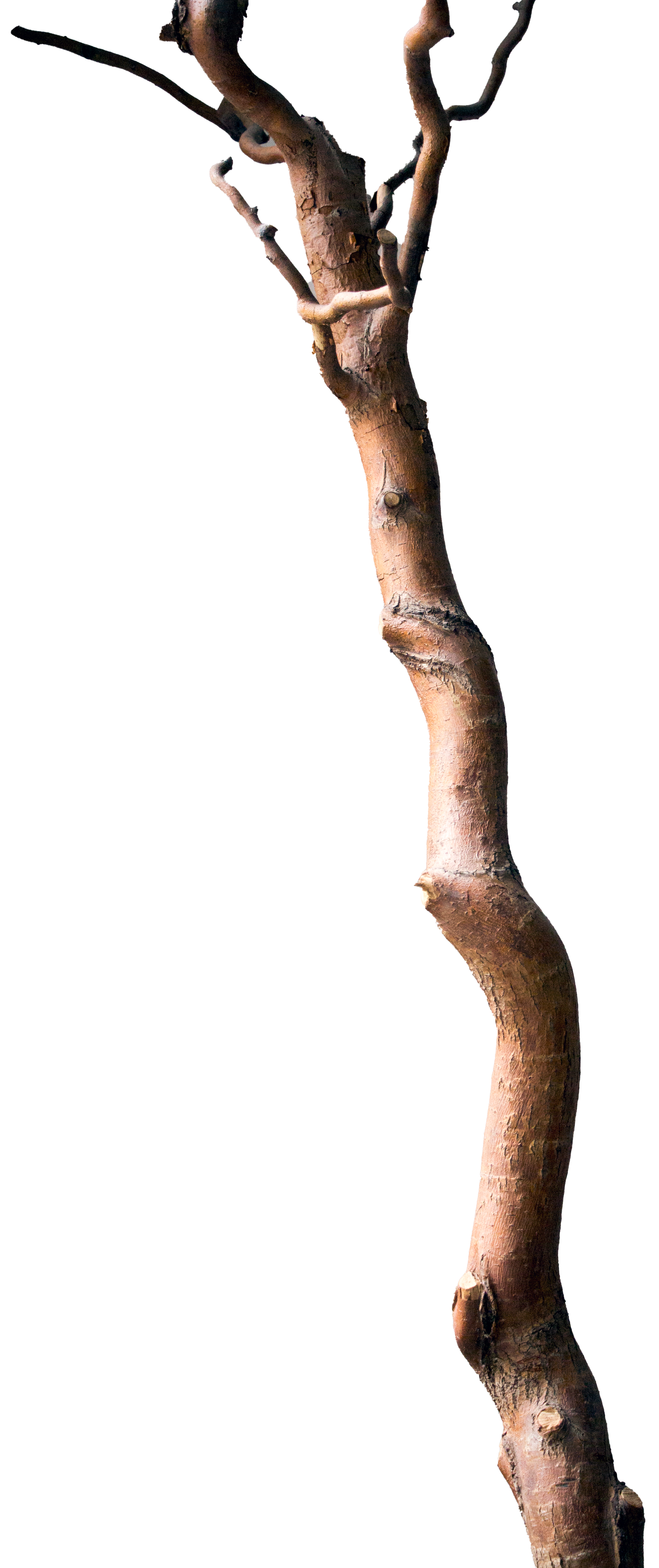 “Adam’s Passion”, Performance