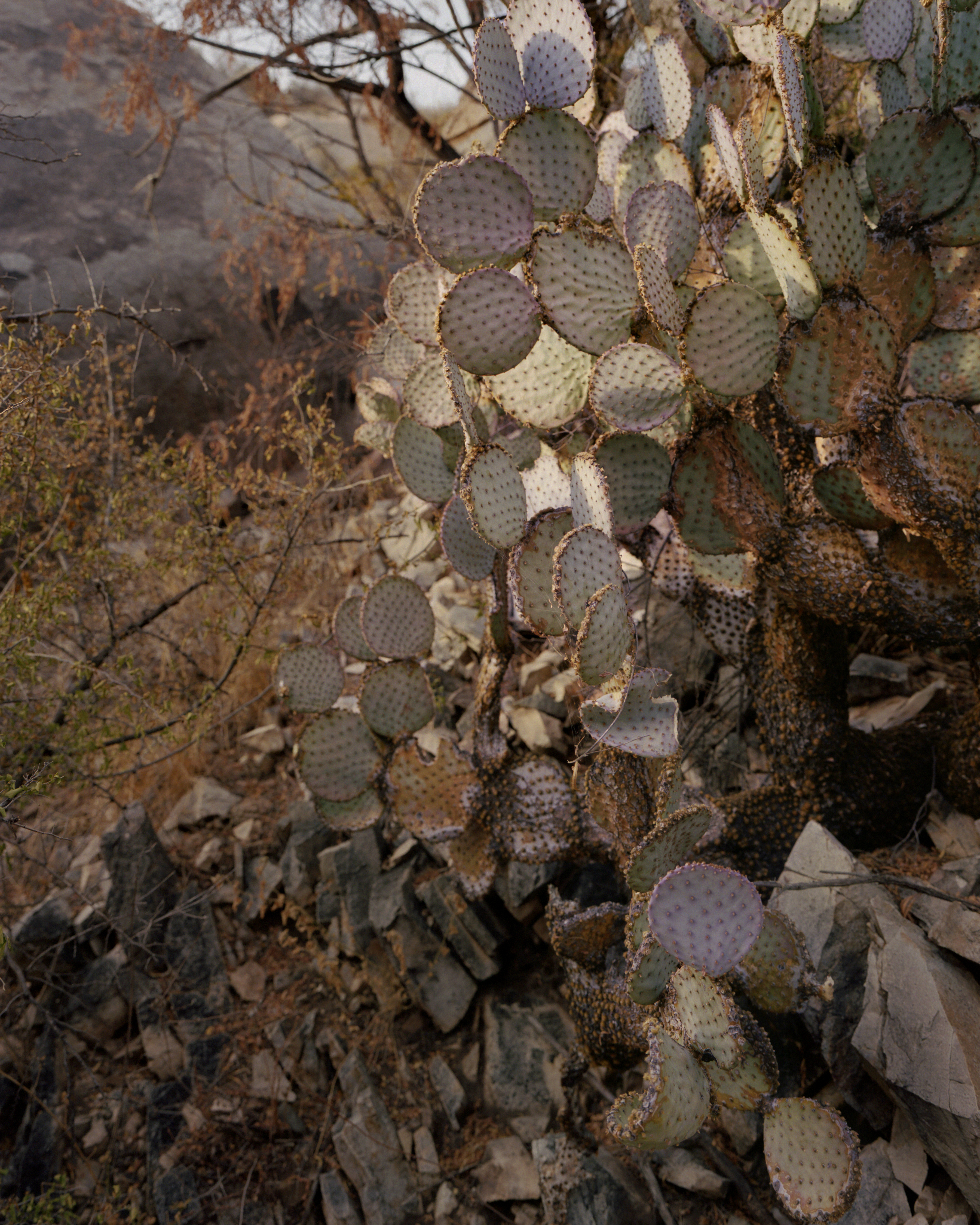 Detail of Opuntia santa-rita (Santa Rita Prickly Pear)