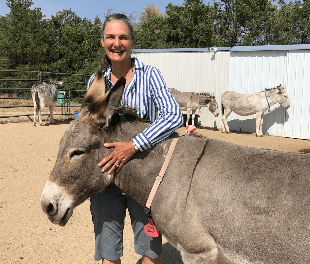 The beautiful Molly Brown at Longhopes Donkey Shelter in Bennett, Colorado, September 2020