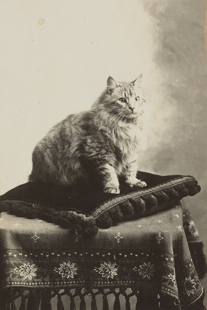 original image via TePapa