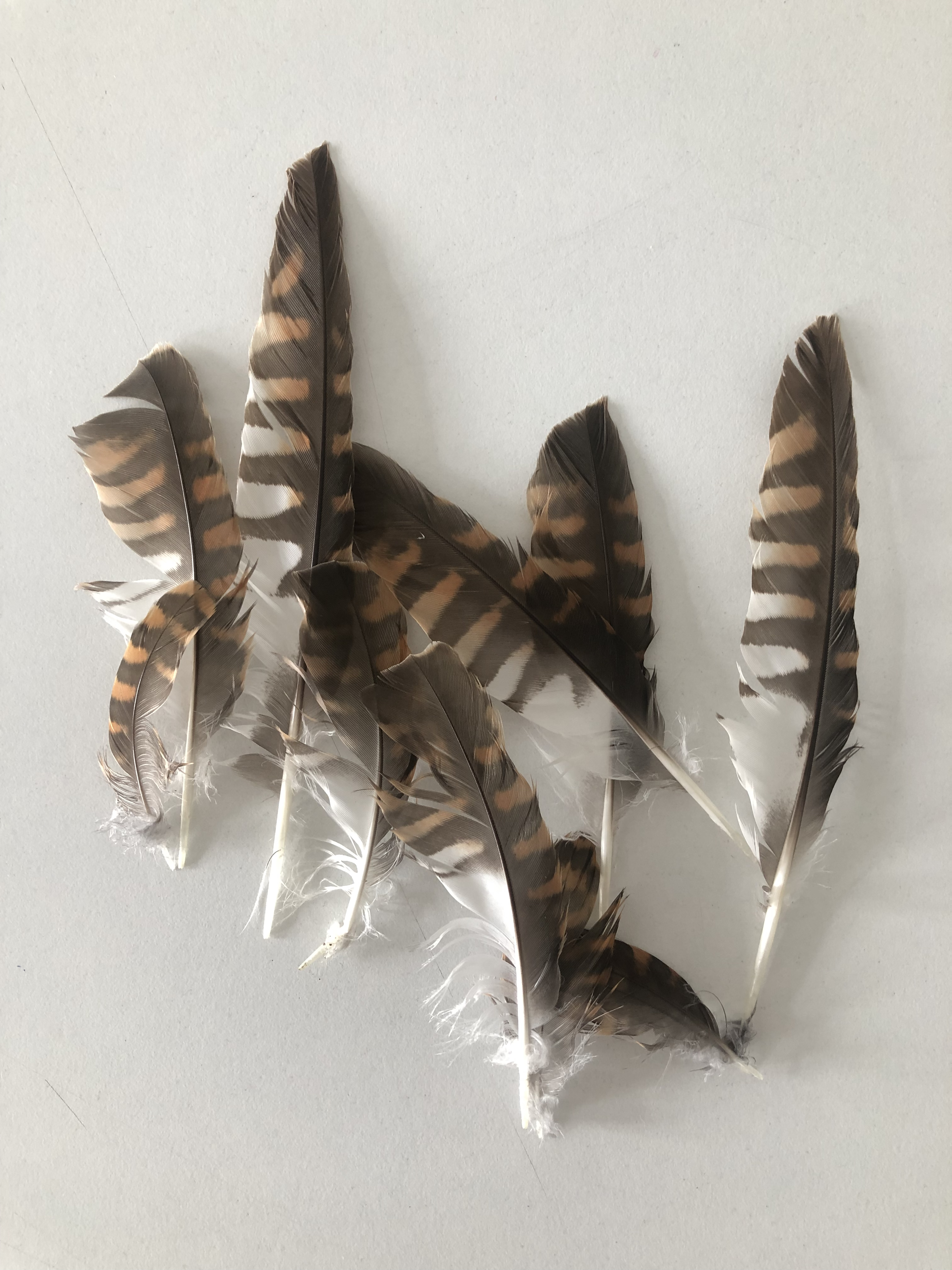 06.09.2023, Orta Bahçe