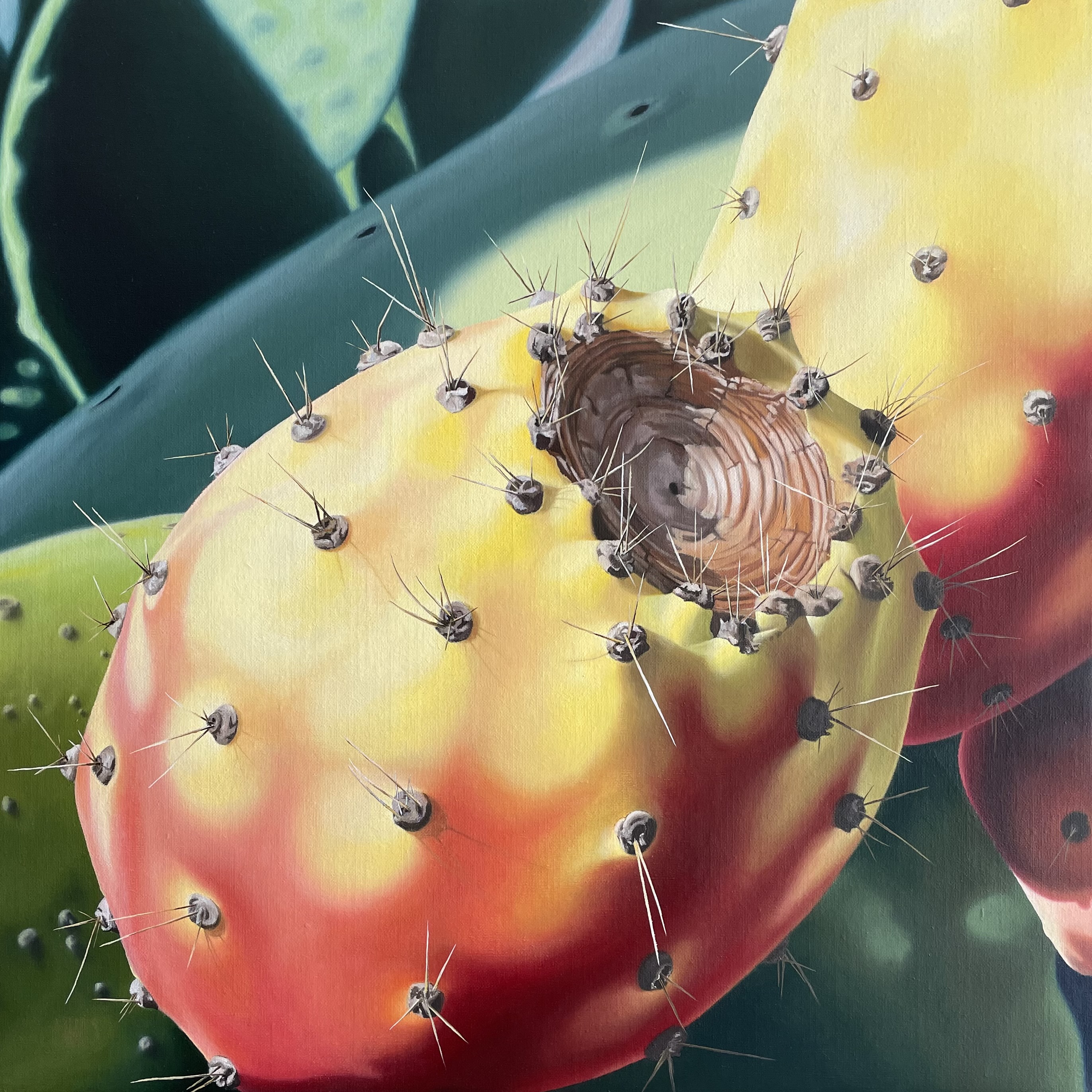 141–Feigenkaktus Nr.1070×70 cmAcryl/Öl auf Leinwand2021︎ Bild kaufen