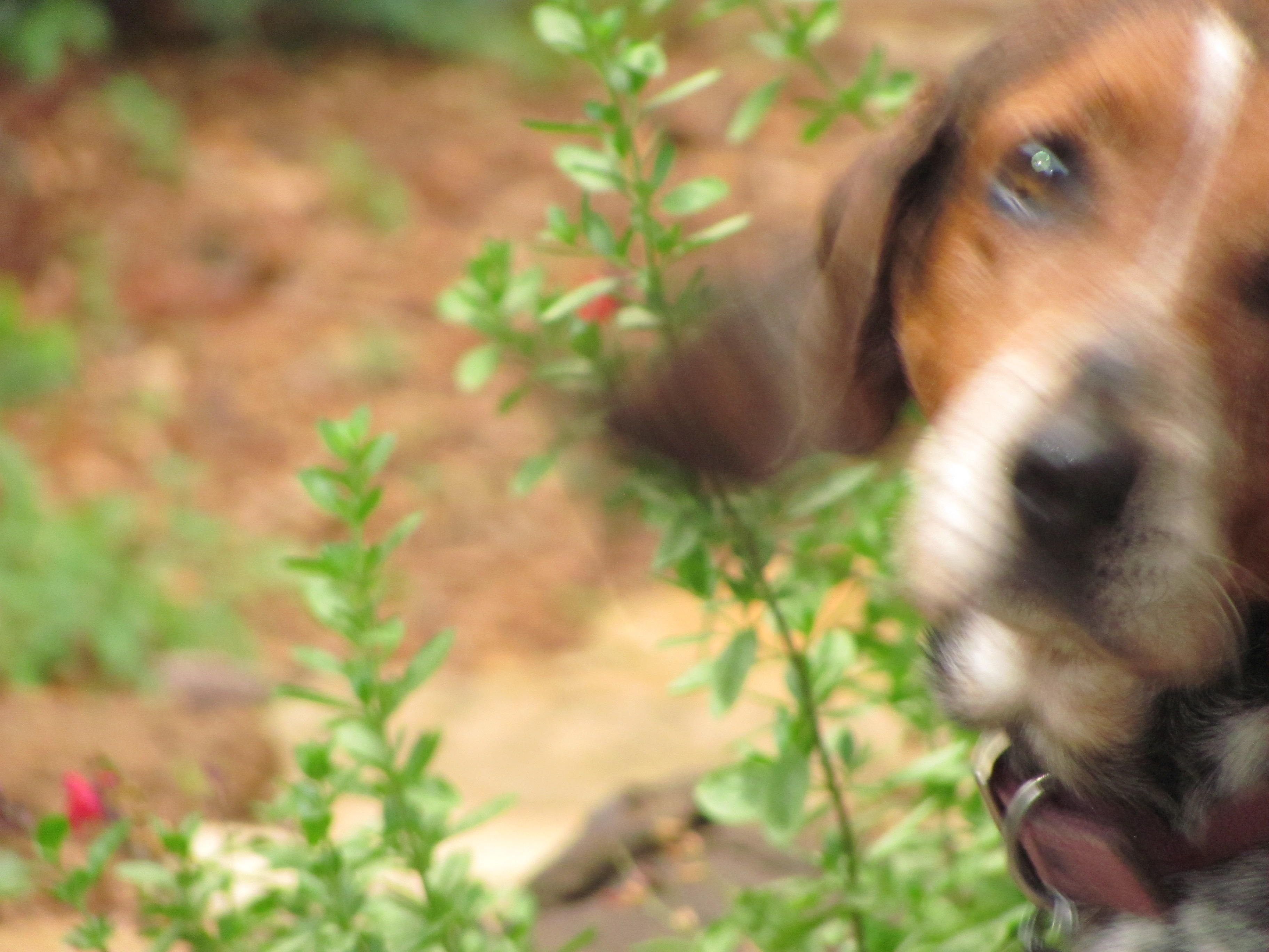 Pretty Lu                                (R.I.P. March 13, 2018)