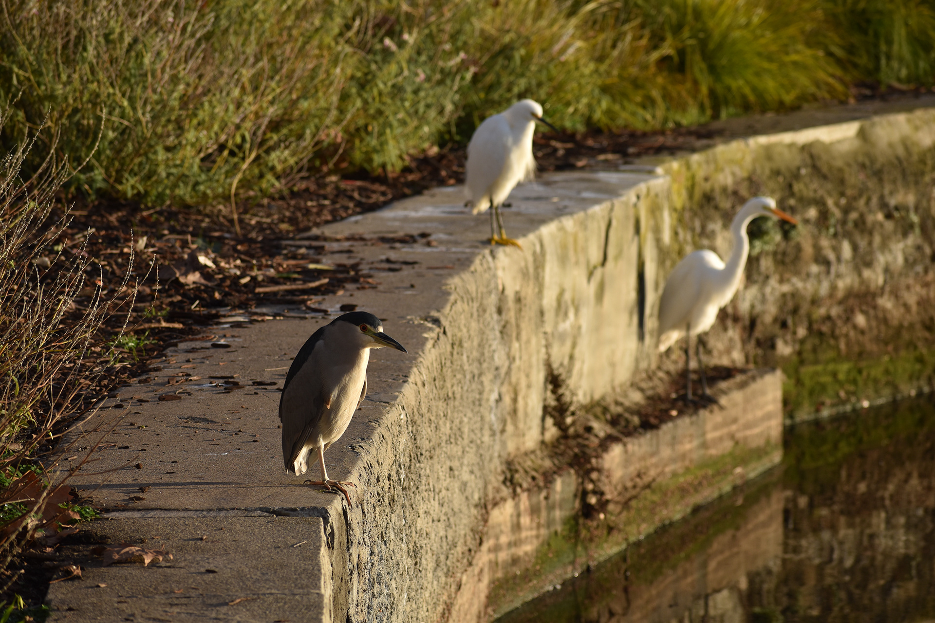 "The Gang," Oakland, CA