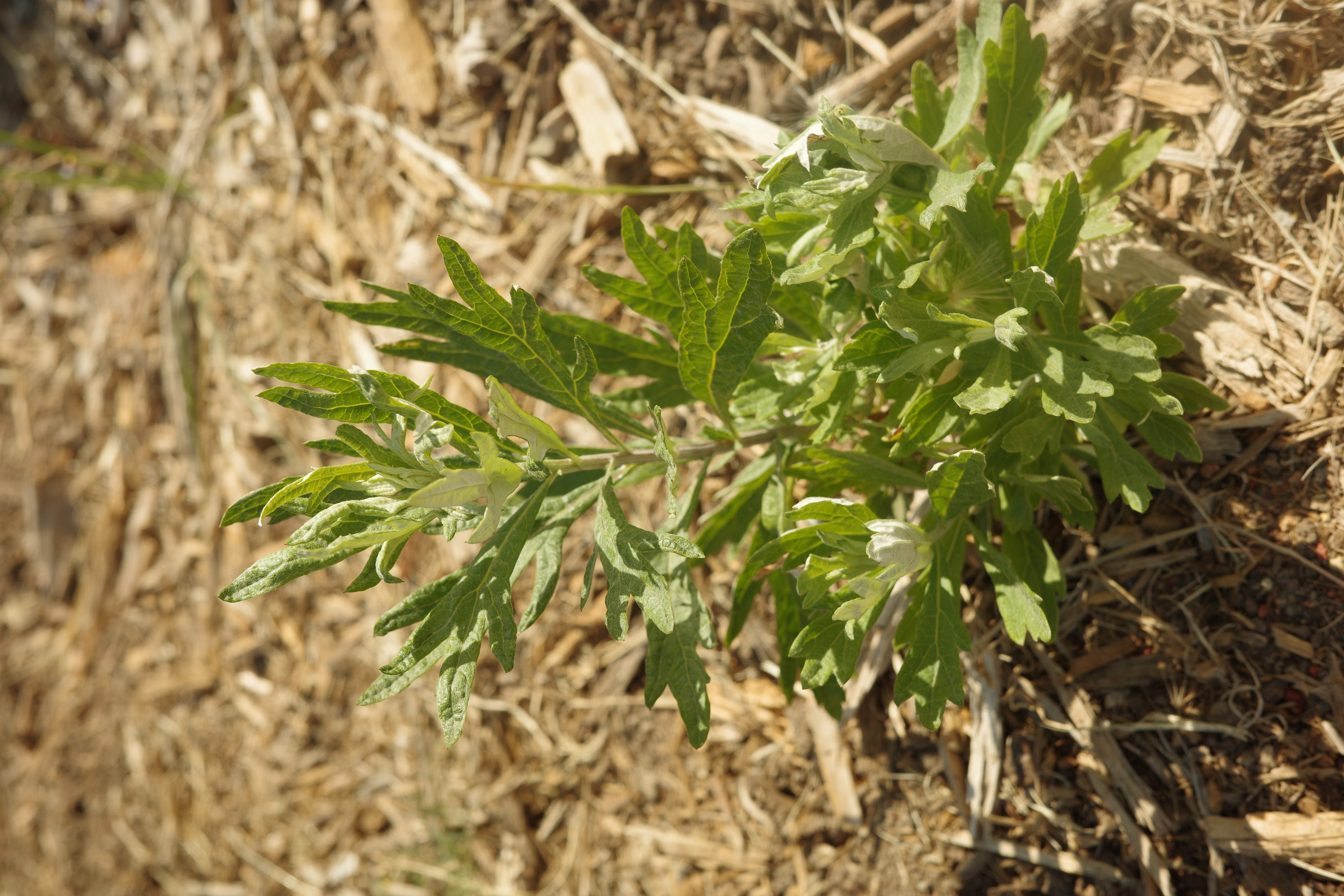 Artemisia douglasiana — Mugwort