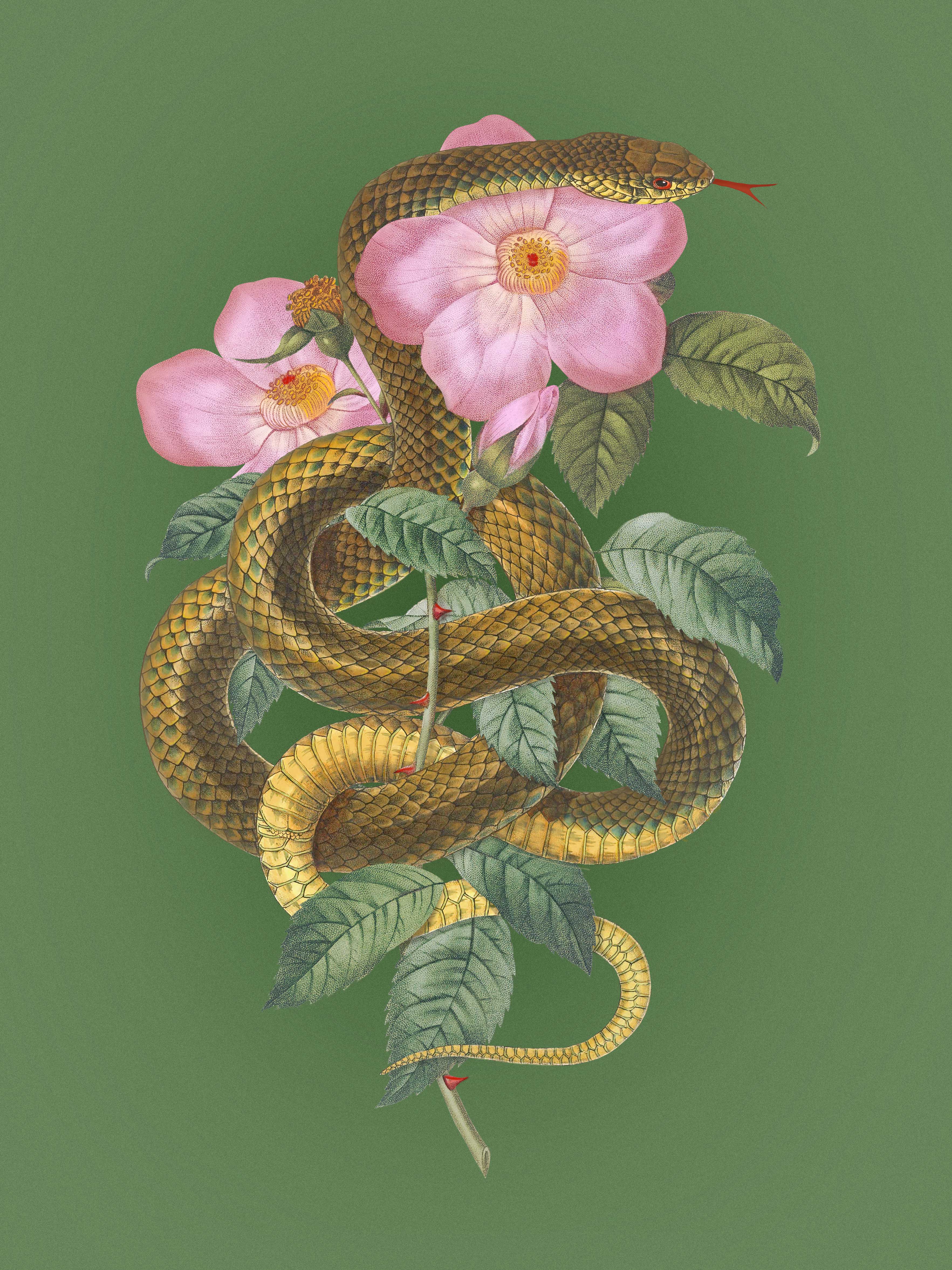 Serpent & Wild Rose, 2020